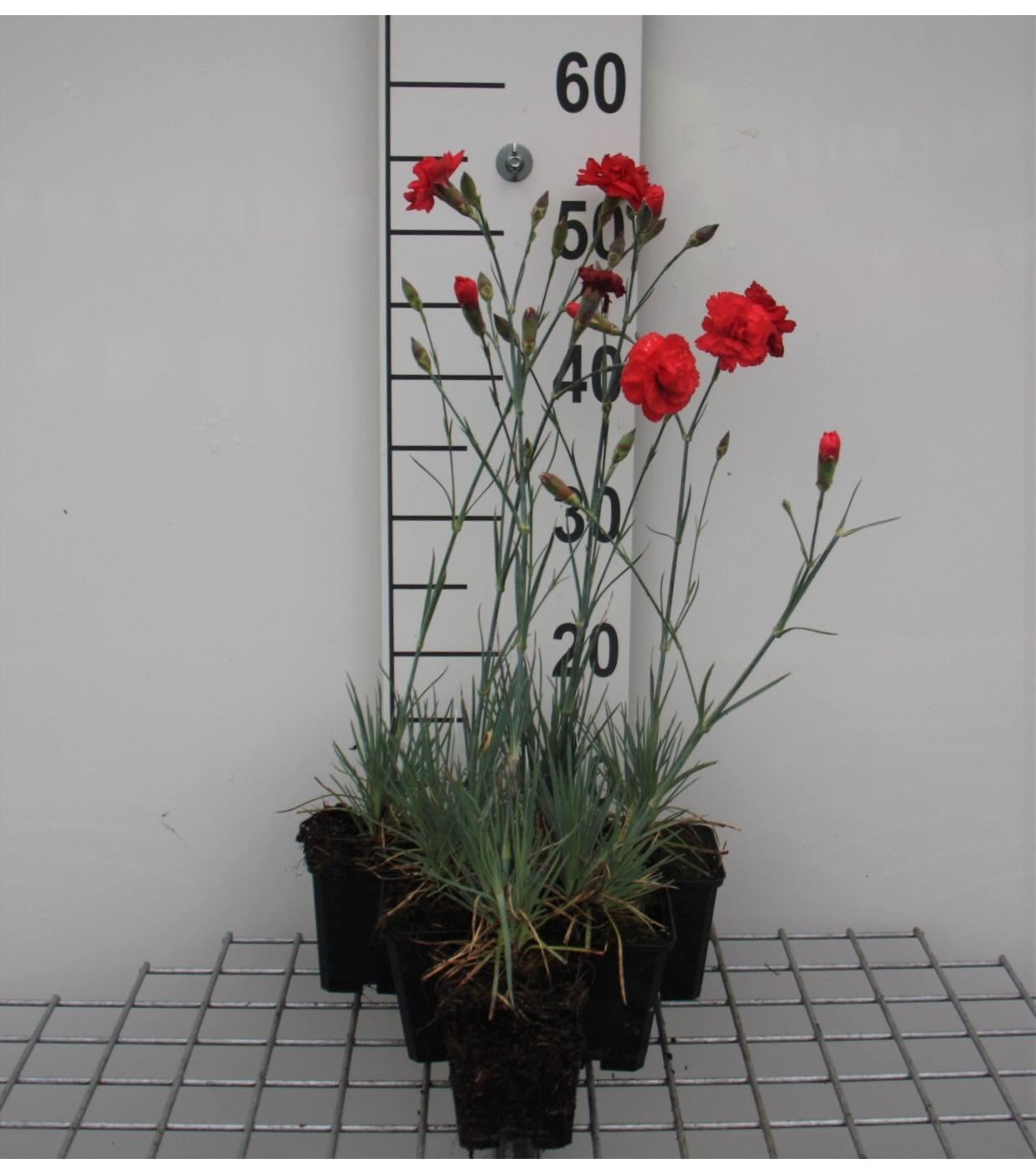 Dianthus'David'- pot 9x9 cm - Veenwortel afbeelding