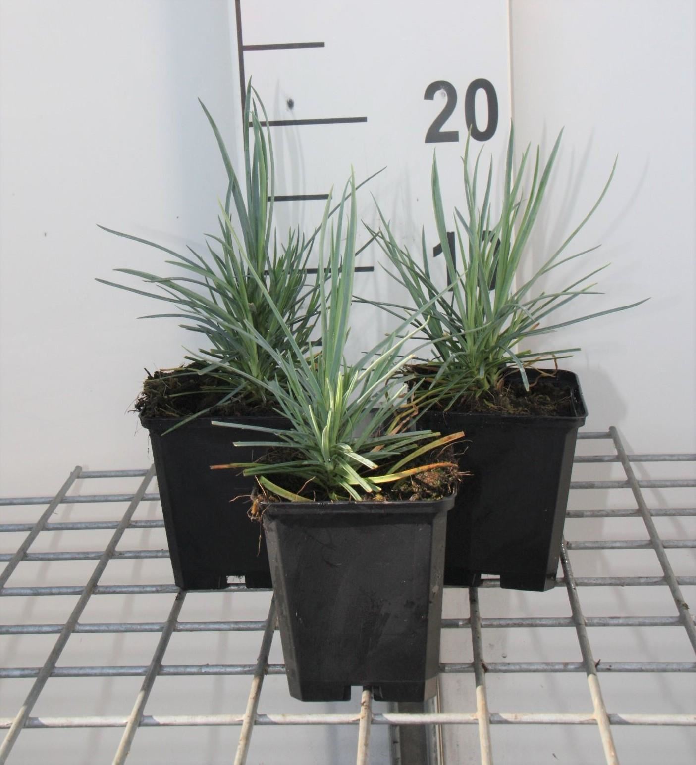Dianthus'Doris'- pot 9x9 cm afbeelding