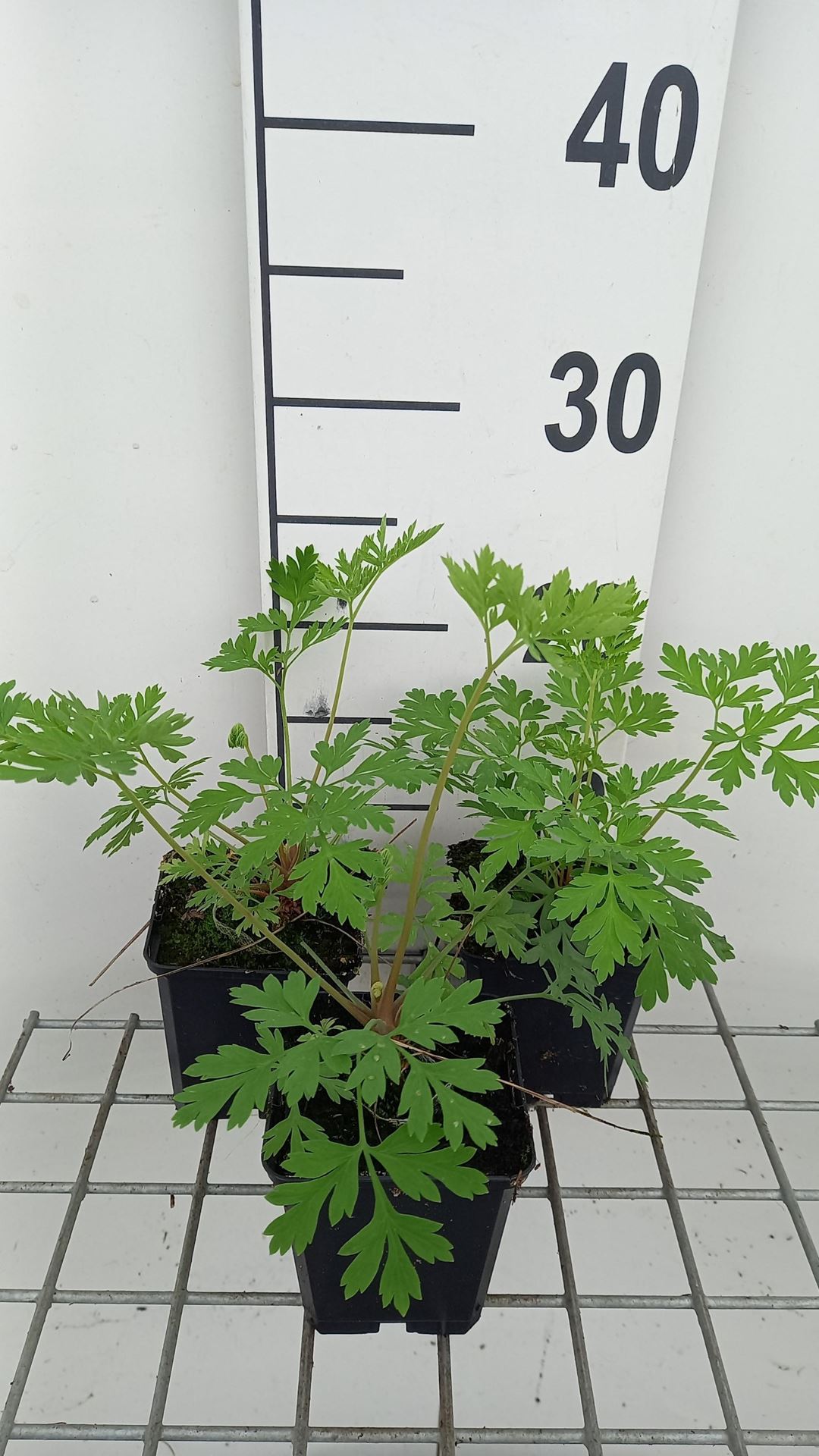 Dicentra formosa - pot 9x9 cm afbeelding