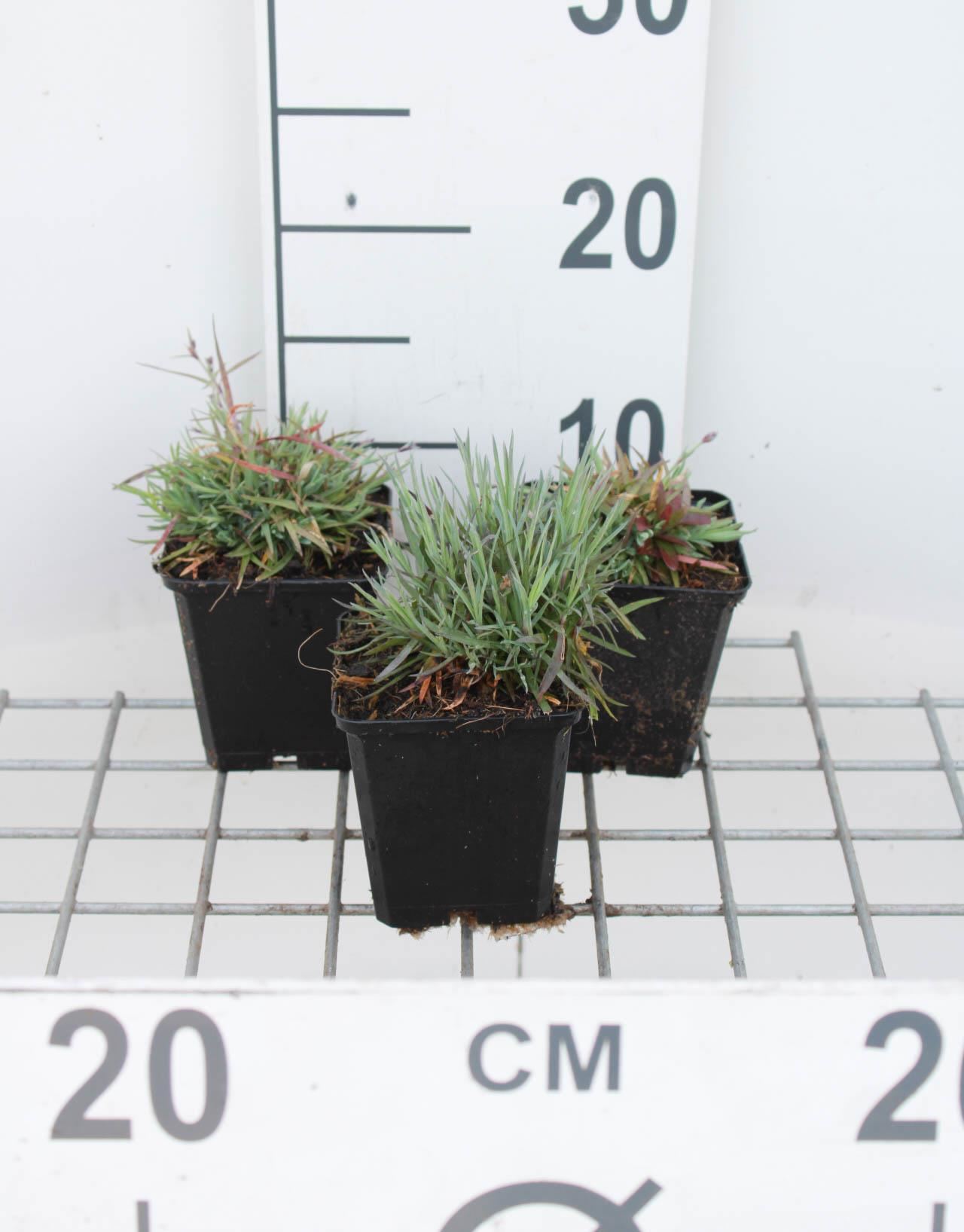 Dianthus gratianopolitanus - pot 9x9 cm afbeelding