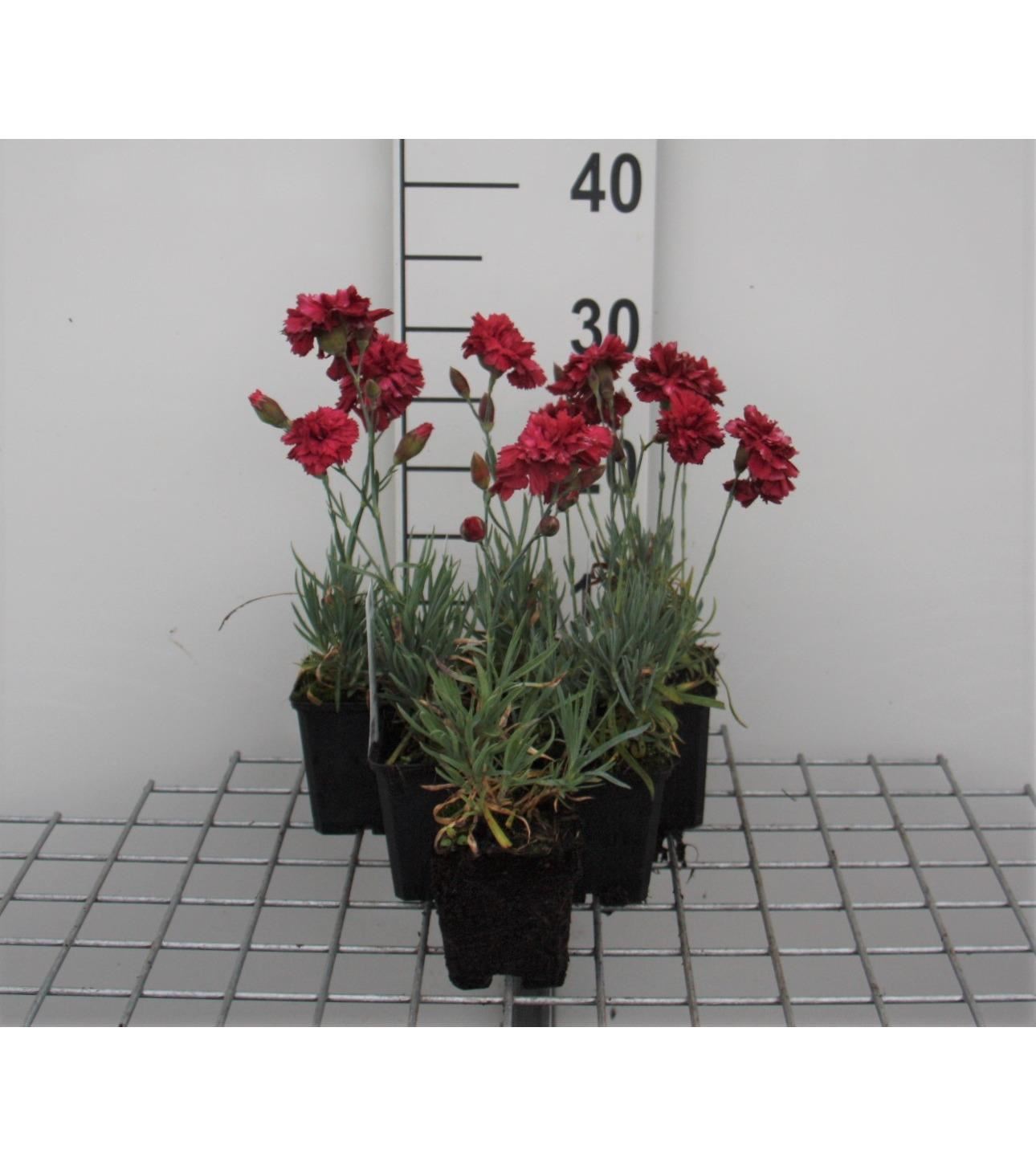Dianthus'Heidi'- pot 9x9 cm afbeelding