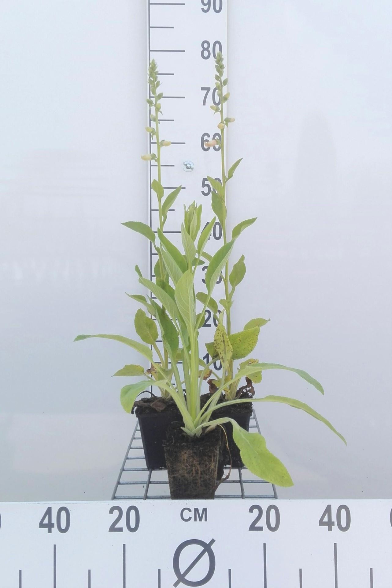 Digitalis purpurea'Alba'- pot 9x9 cm afbeelding