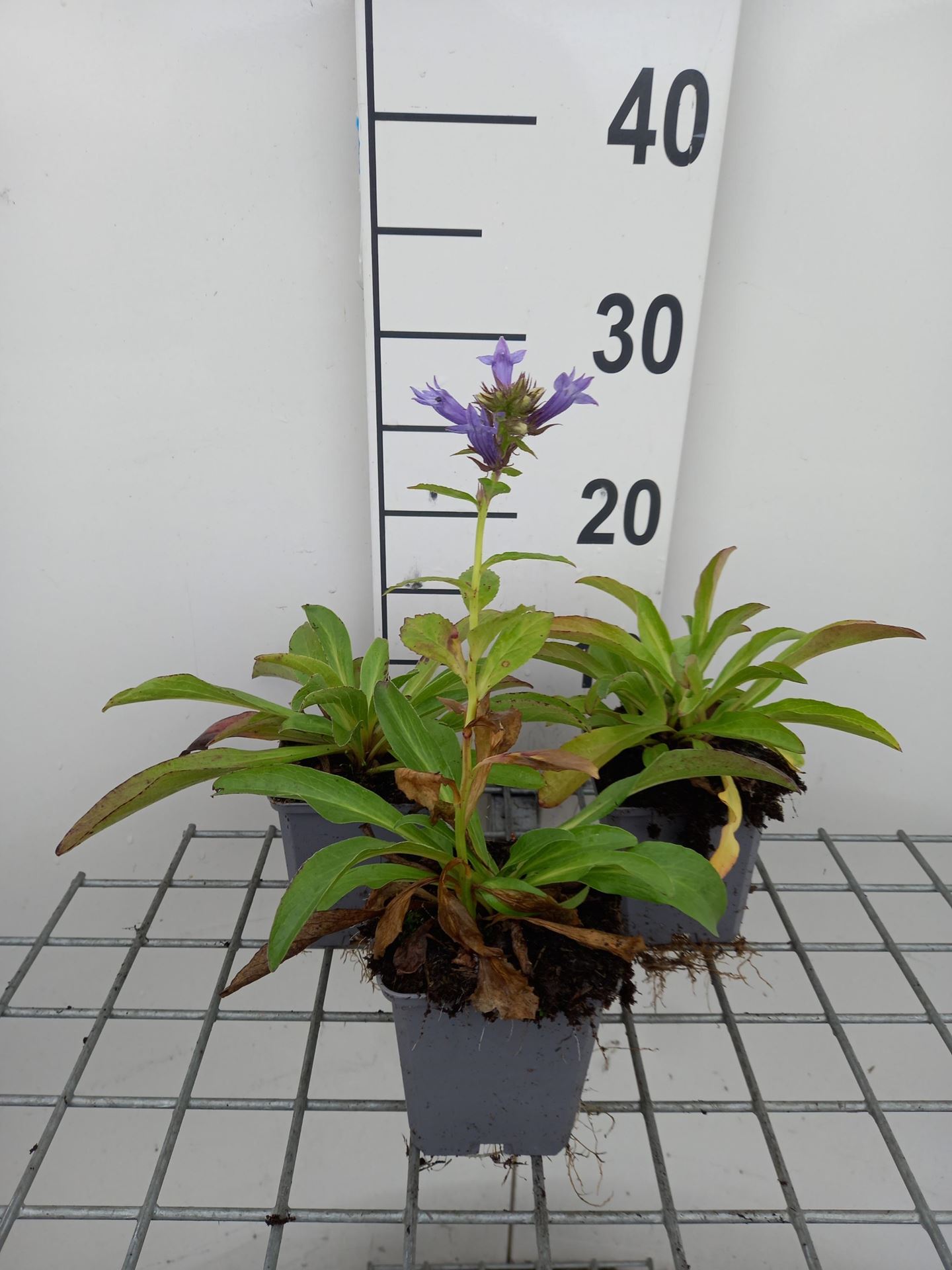 Digitalis parviflora - pot 9x9 cm - Veelbloemig vingerhoedskruid afbeelding