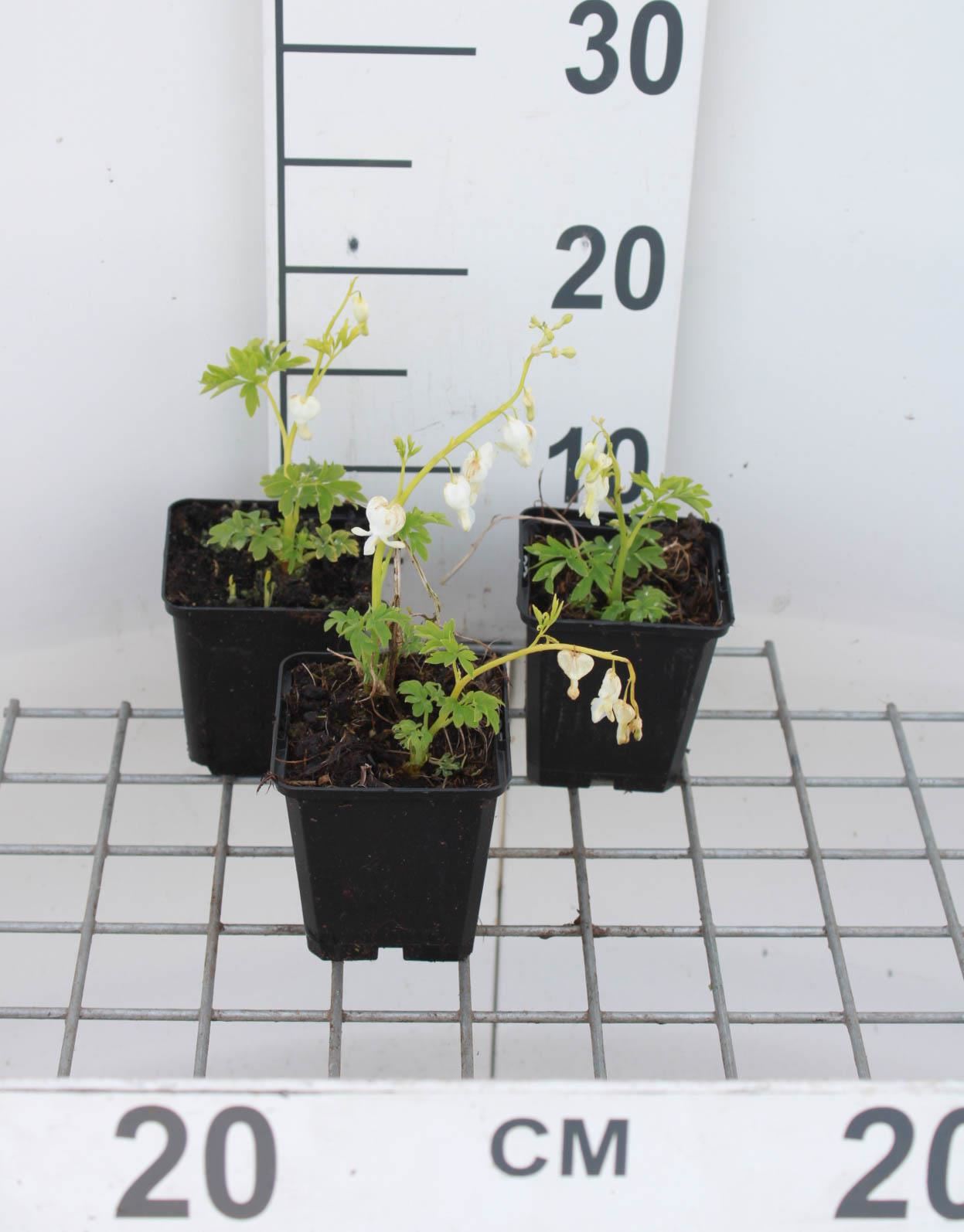 Dicentra spectabilis'Alba'- pot 9x9 cm - Wit gebroken hartje afbeelding