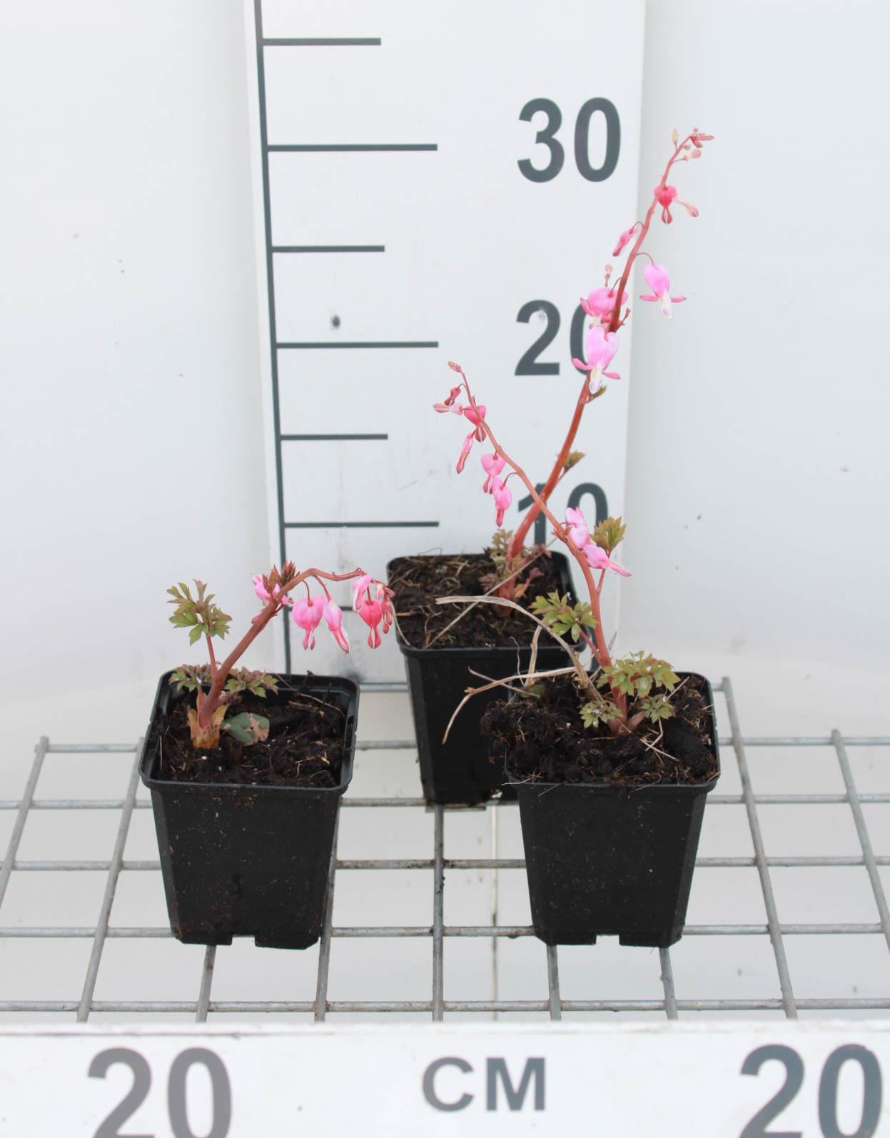 Dicentra spectabilis - pot 9x9 cm afbeelding