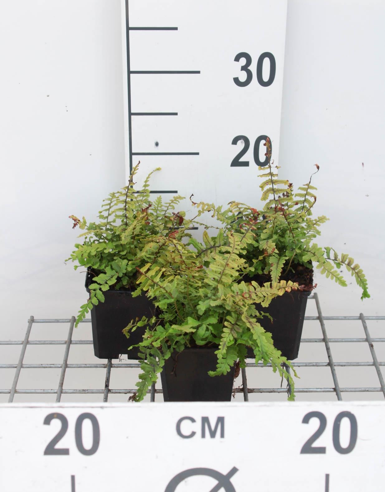 Dryopteris affinis'Cristata'- pot 9x9 cm - Knolzijdeplant afbeelding
