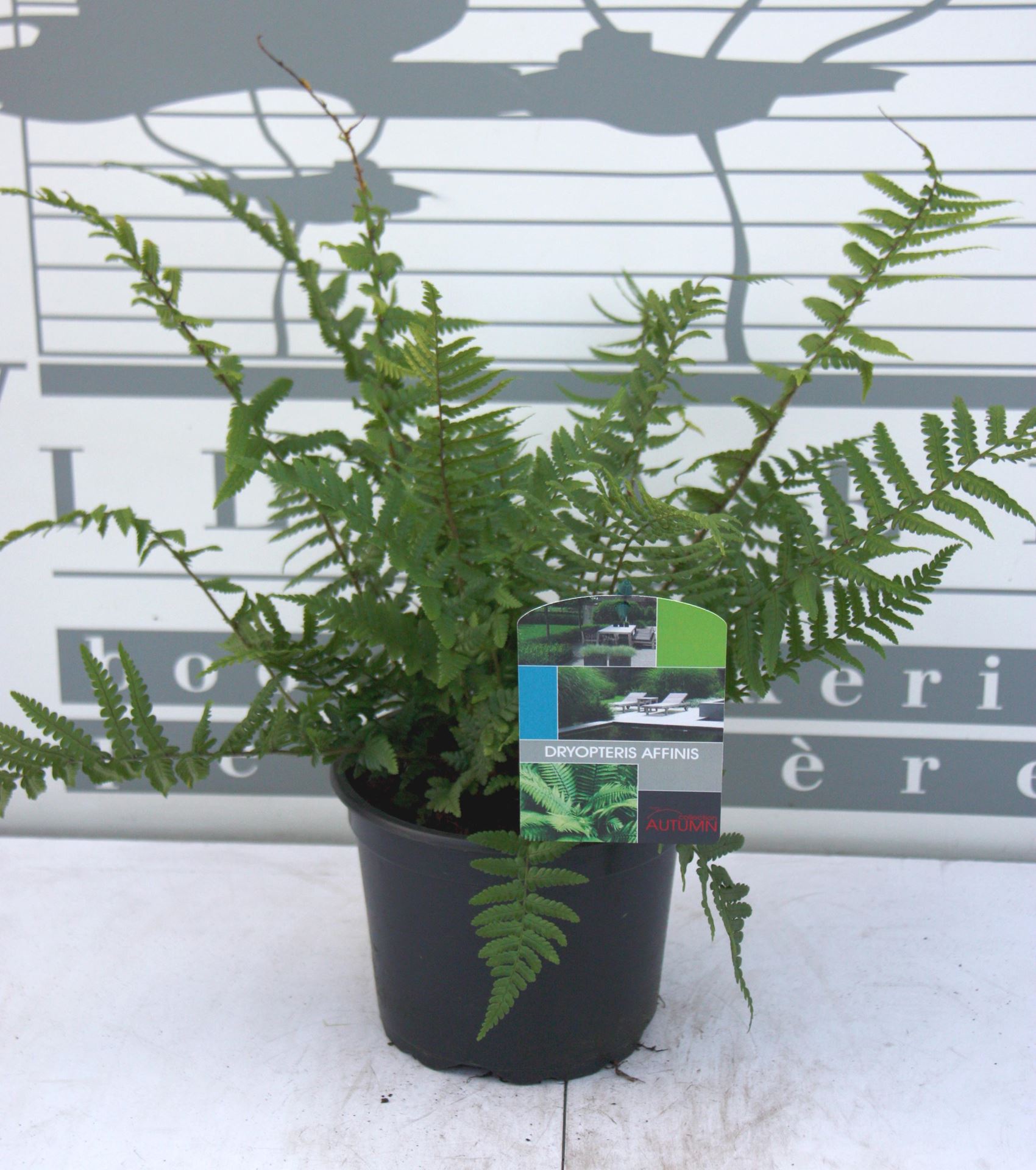 Dryopteris affinis - pot 2L -