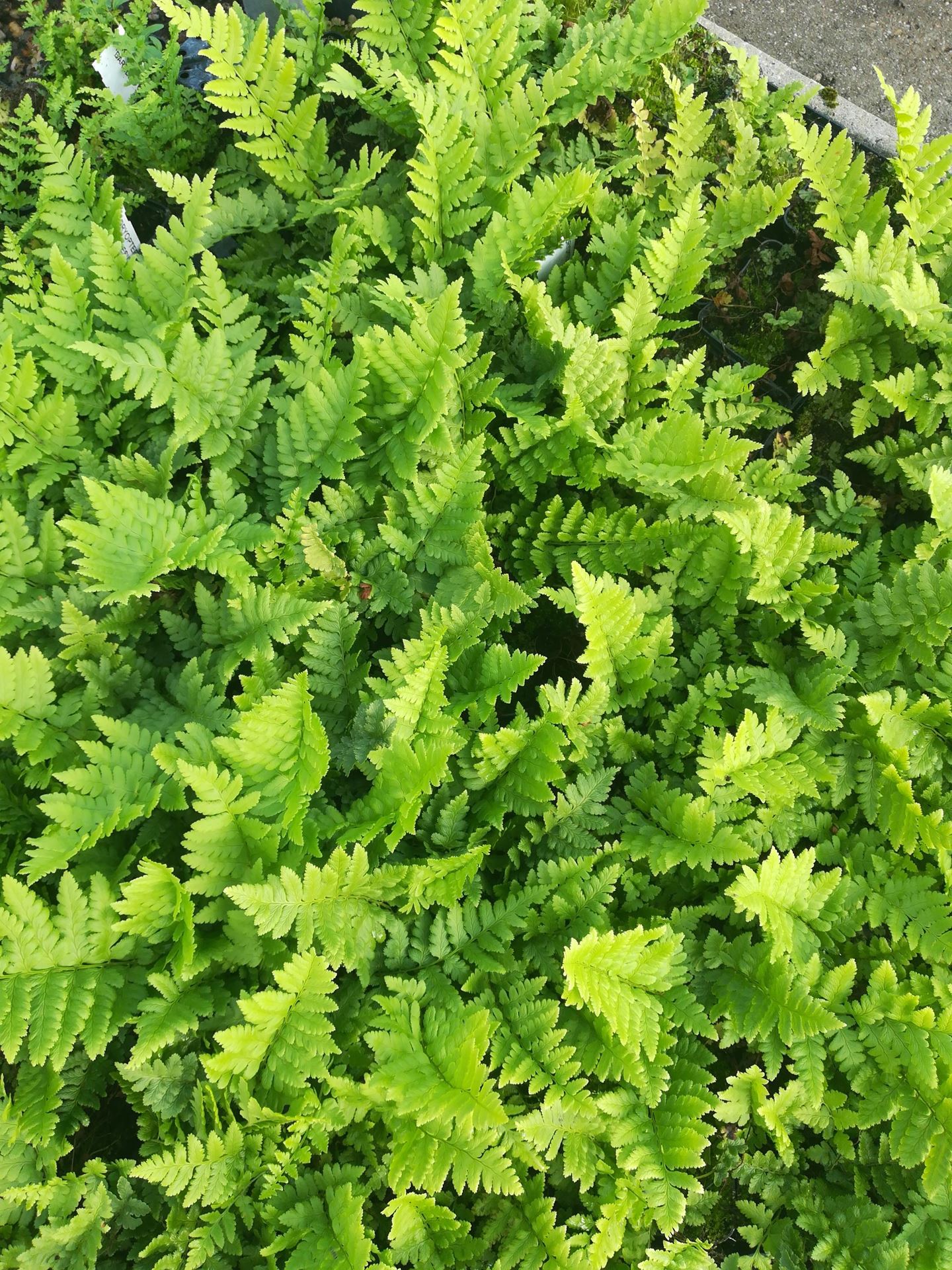 Dryopteris cristata - pot 9x9 cm afbeelding