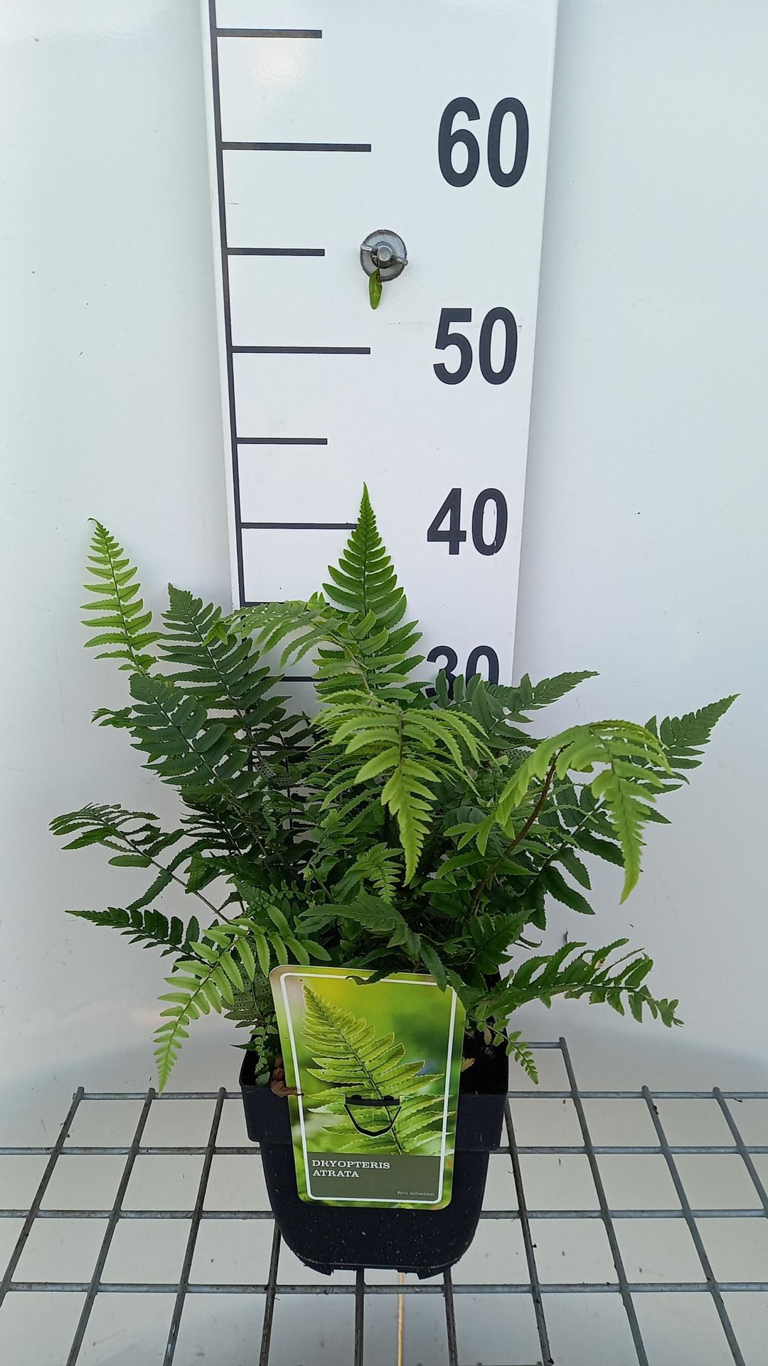 Dryopteris cycadina - pot 2L