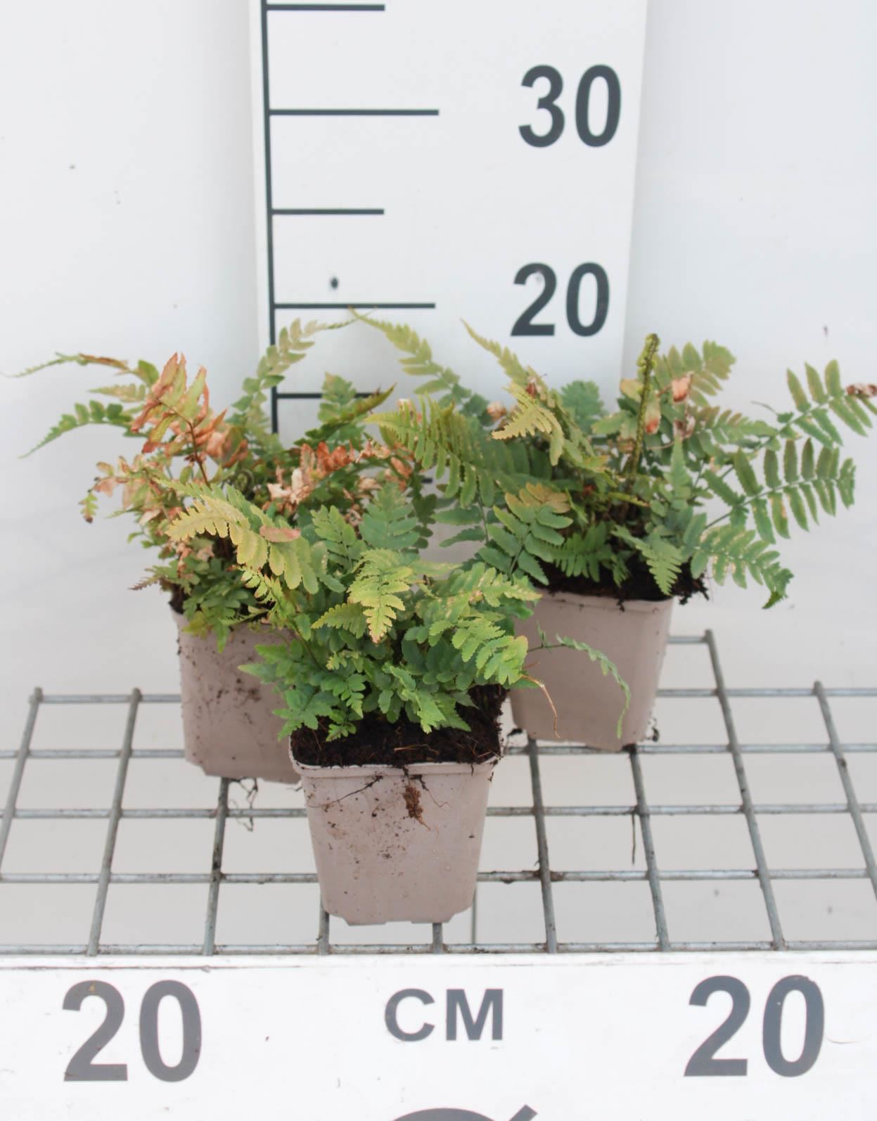 Dryopteris cycadina - pot 9x9 cm afbeelding