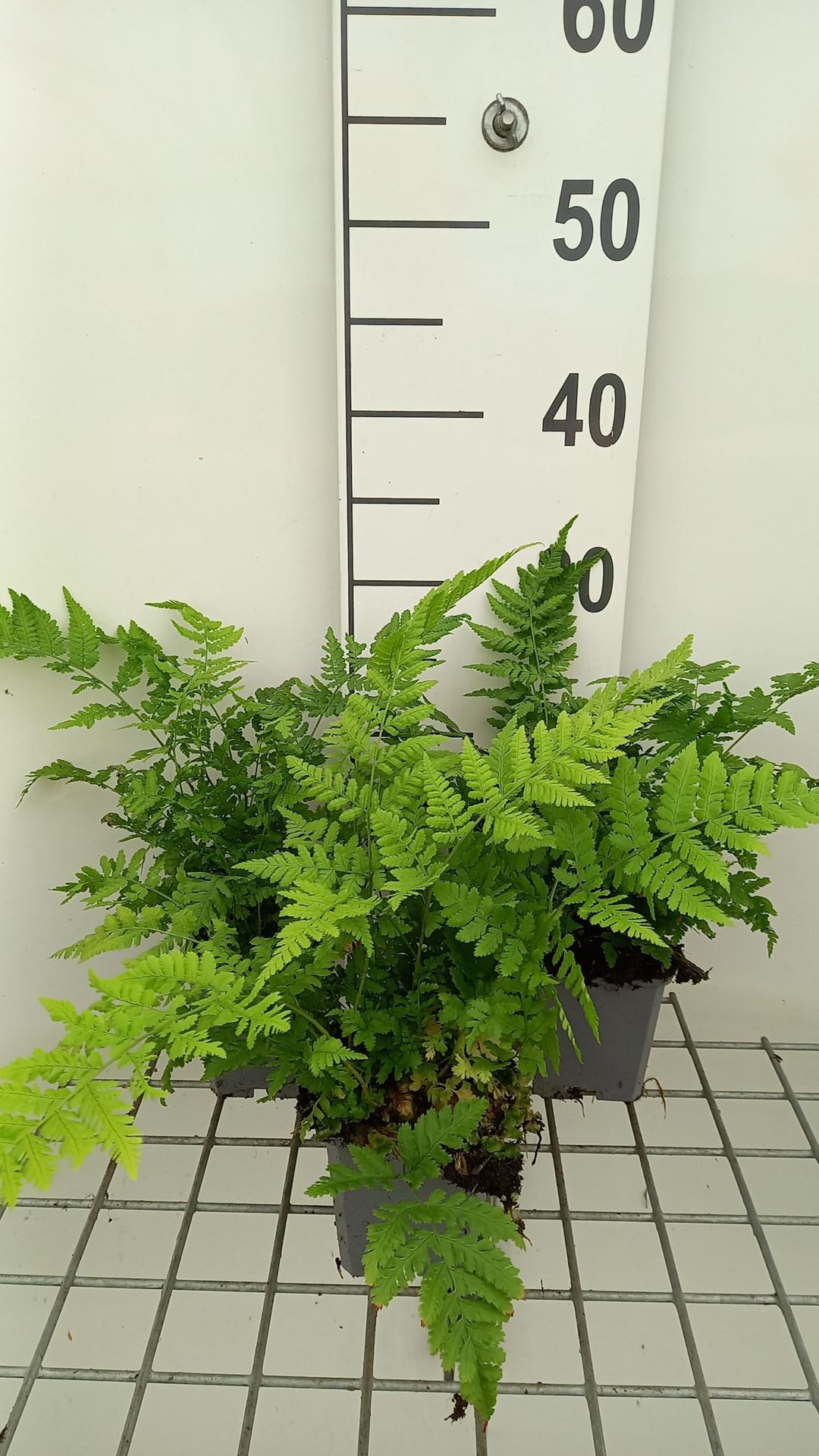Dryopteris dilatata - pot 9x9 cm afbeelding