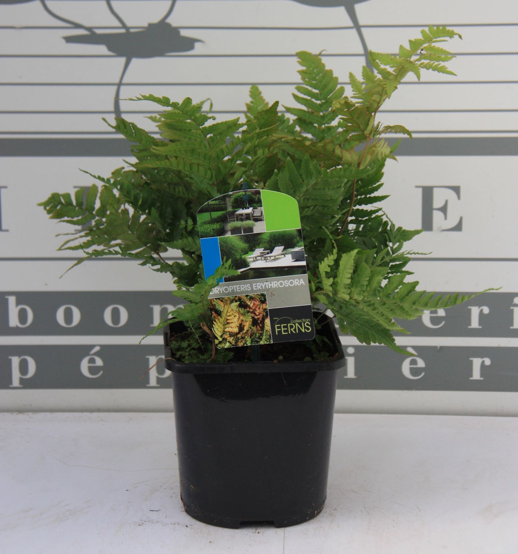 Dryopteris erythrosora - pot 2L -
