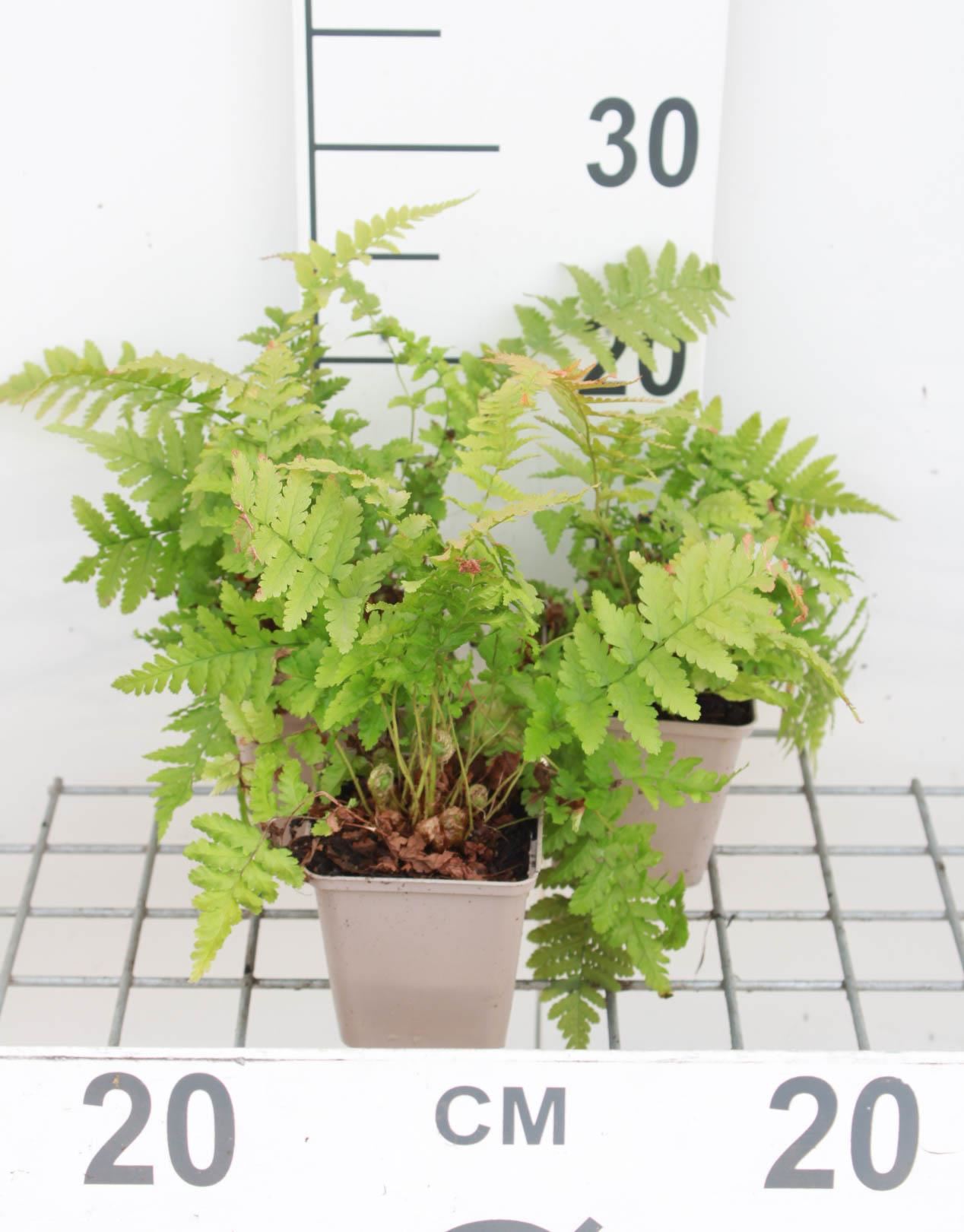 Dryopteris filix-mas - pot 9x9 cm - Mannetjesvaren afbeelding