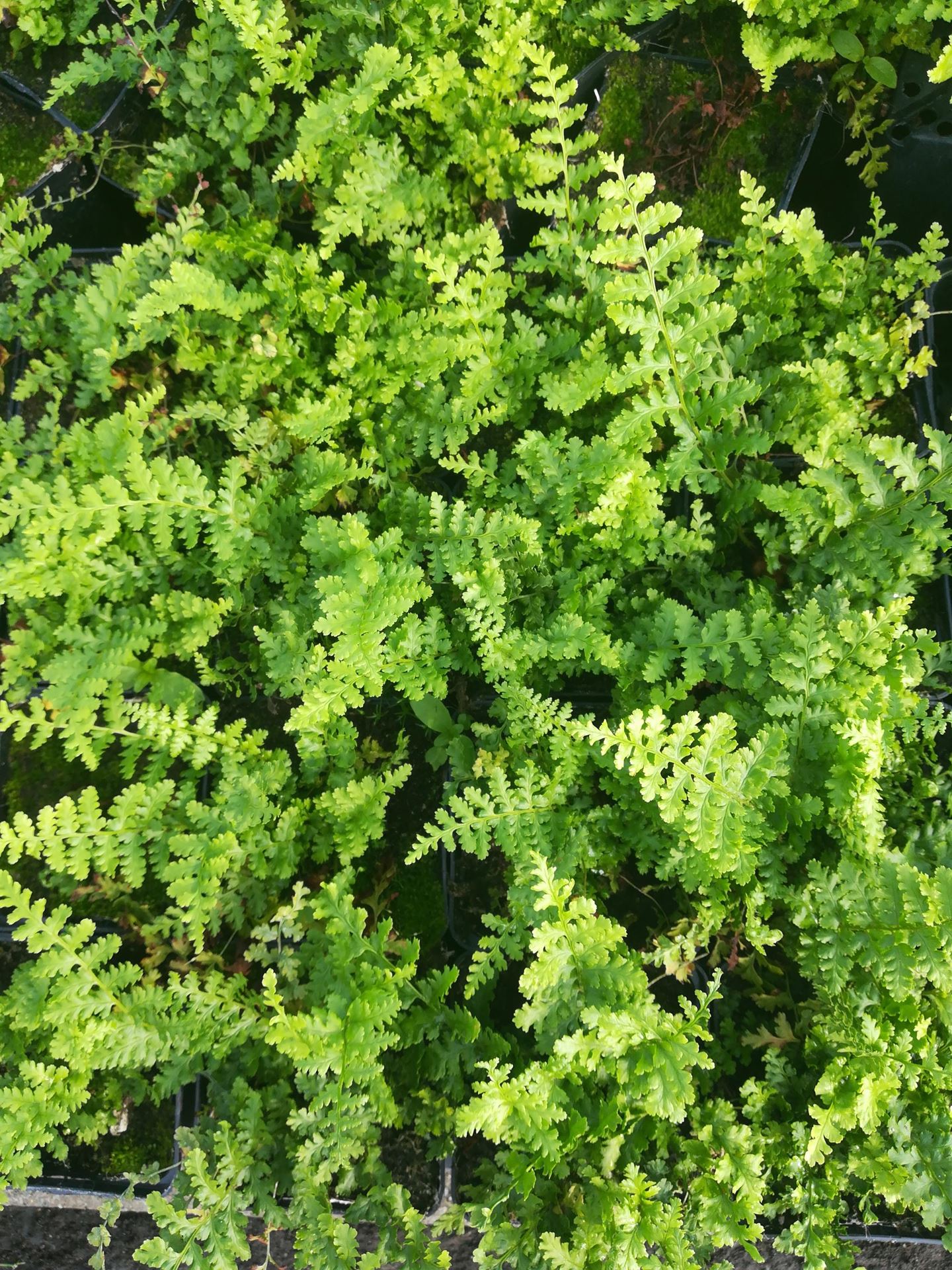 Dryopteris filix-mas'Barnesii'- pot 9x9 cm afbeelding