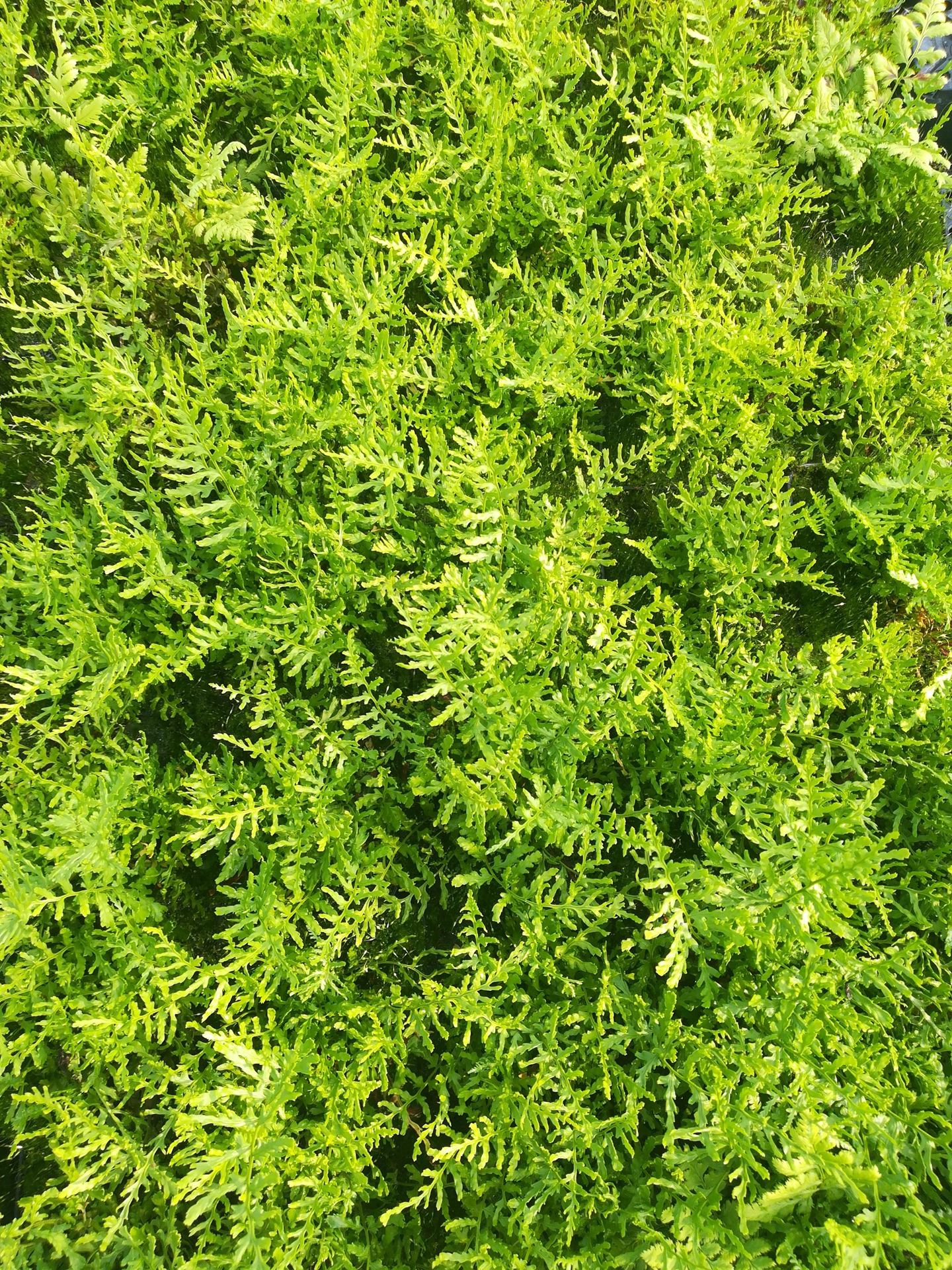 Dryopteris filix-mas'Linearis Polydactyla'- pot 9x9 cm - Schildvaren, mannetjesvaren afbeelding