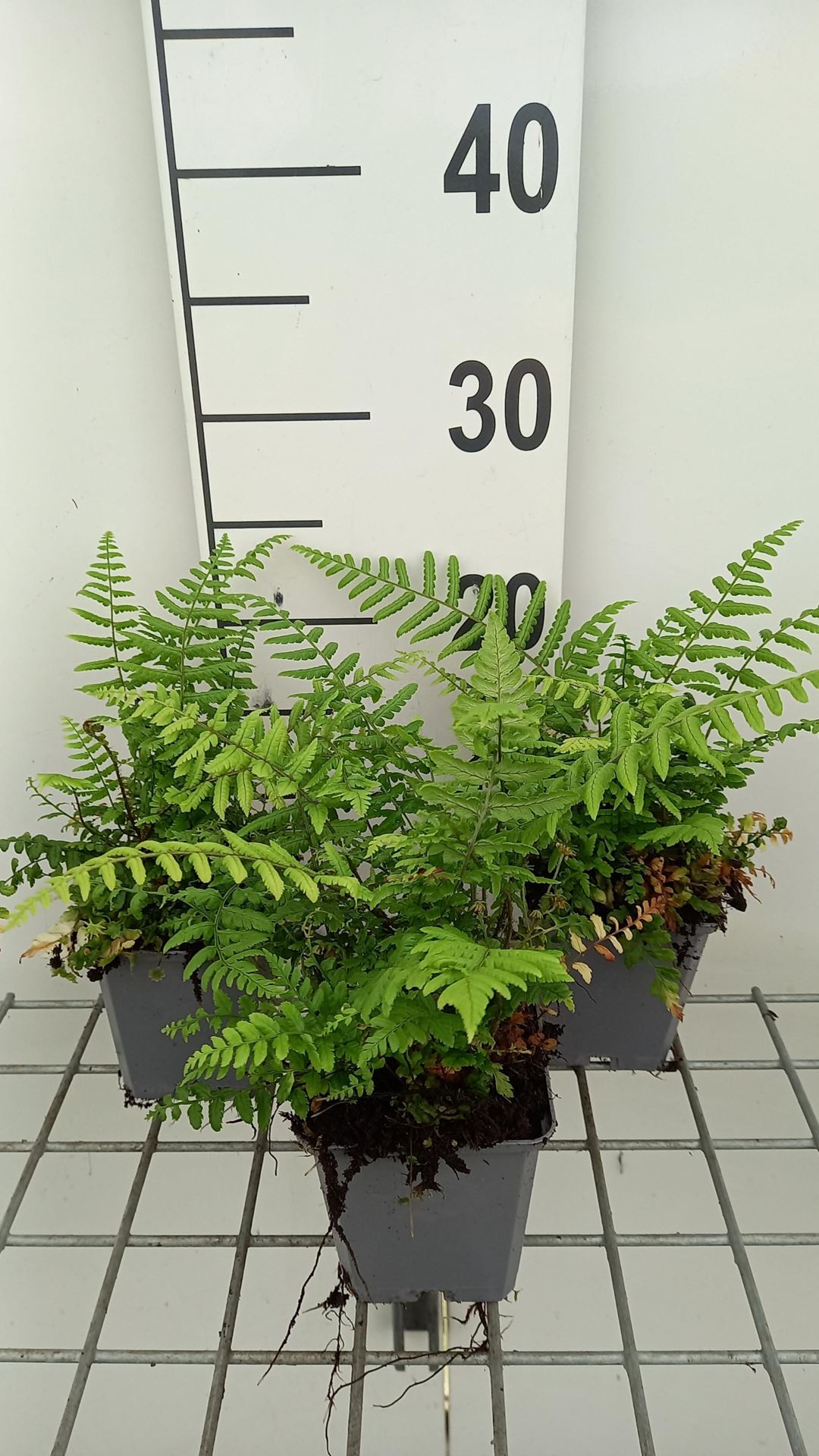 Dryopteris wallichiana - pot 9x9 cm - Zwarte mannetjesvaren afbeelding
