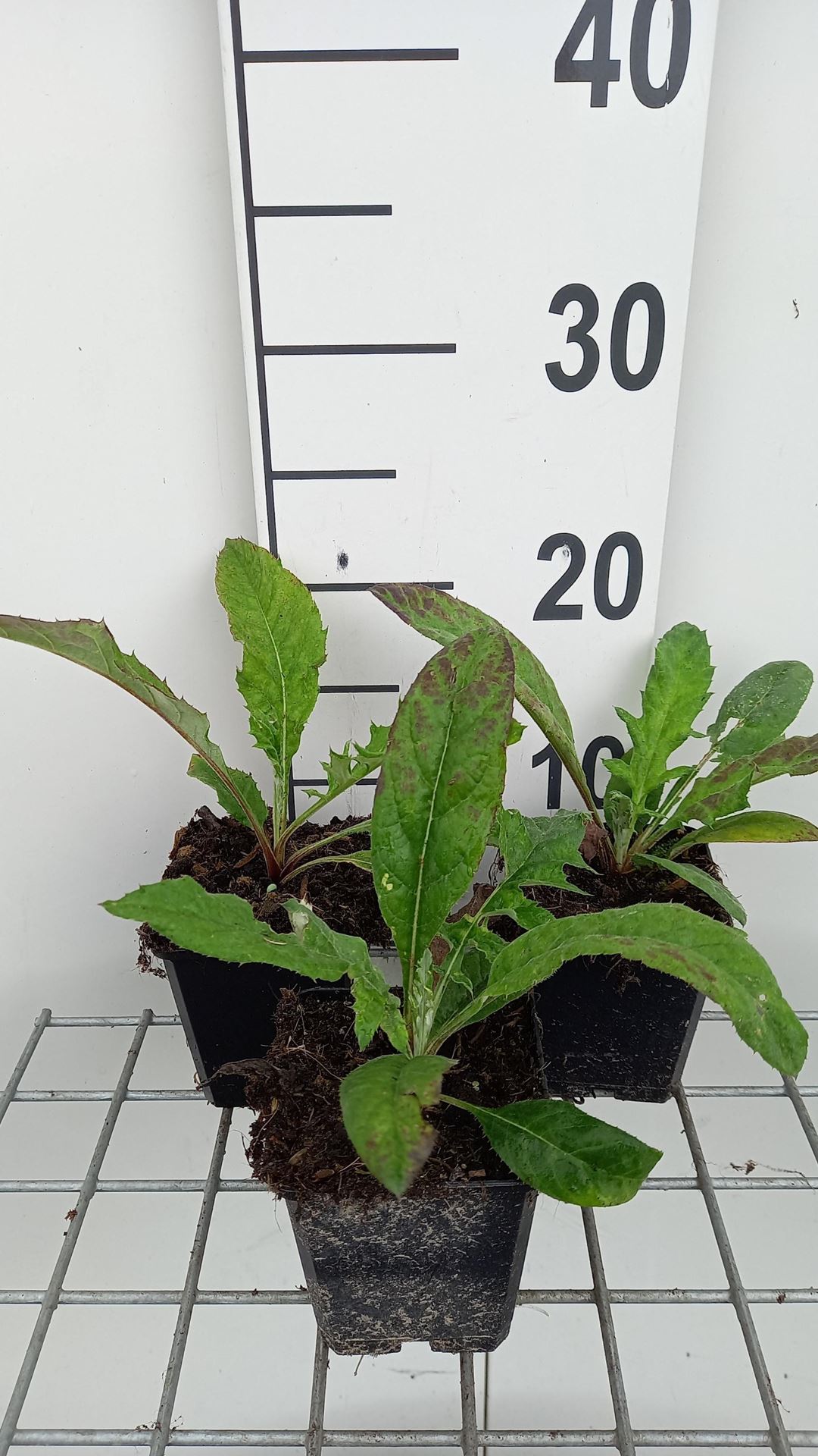Echinops bannaticus'Blue Globe'- pot 9x9 cm - afbeelding