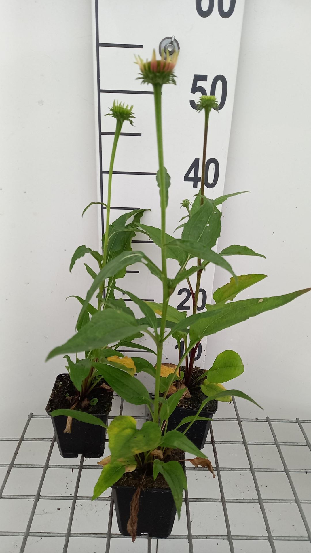 Echinacea'Cheyenne Spirit'- pot 9x9 cm - afbeelding
