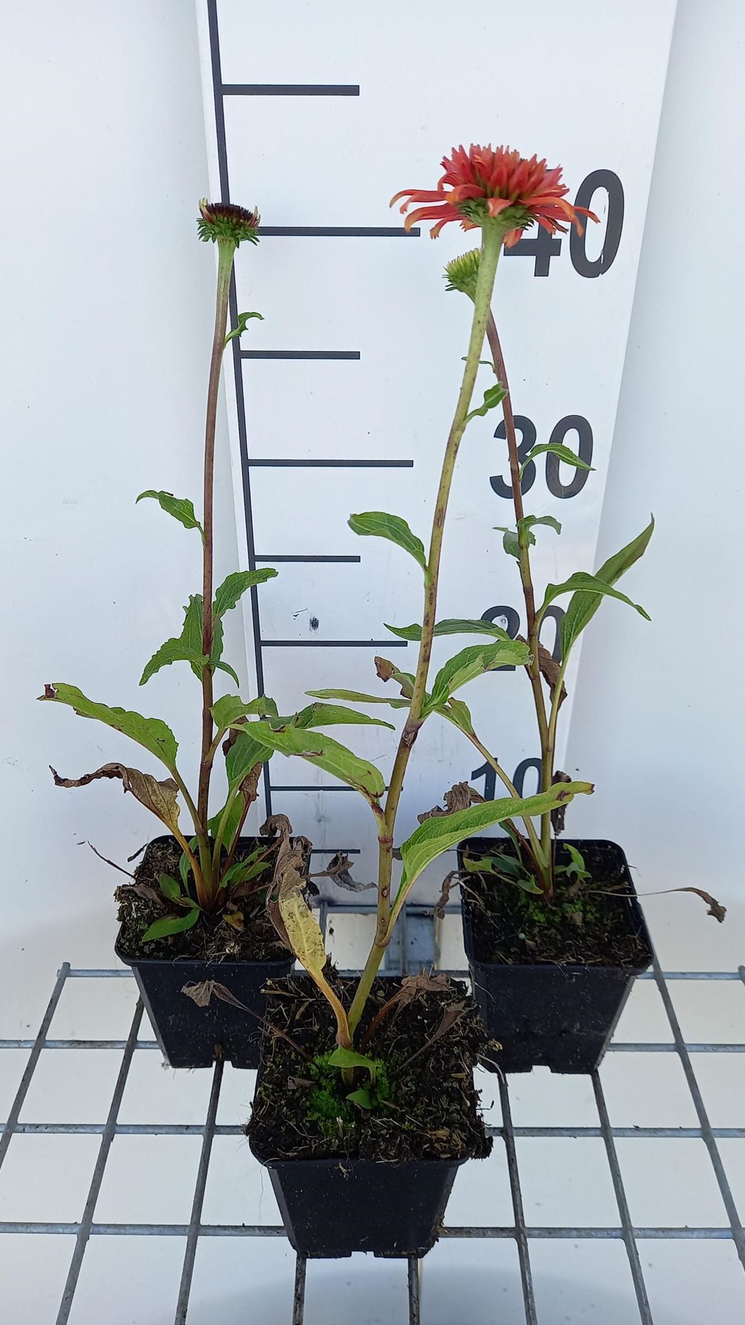Echinacea purpurea'Eccentric'- pot 9x9 cm afbeelding