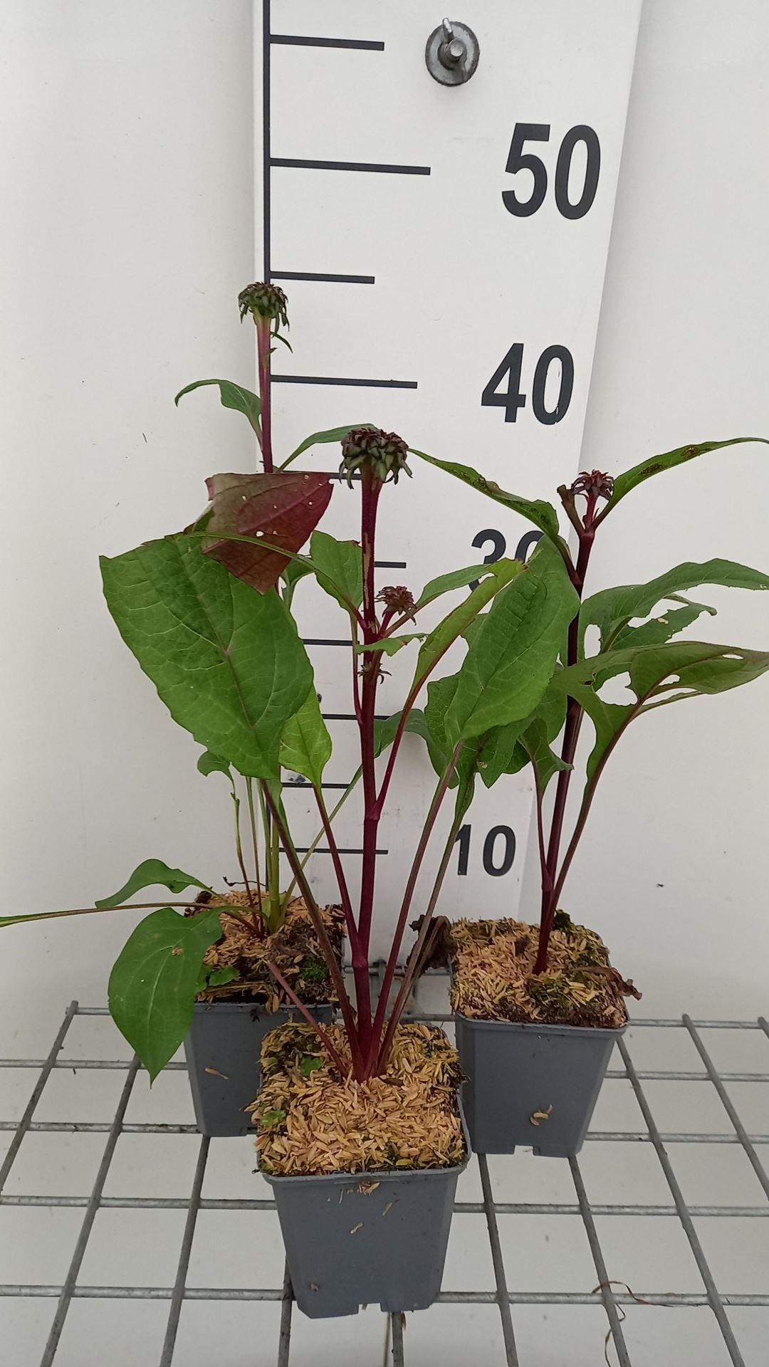 Echinacea purpurea'Fatal Attraction'- pot 9x9 cm afbeelding