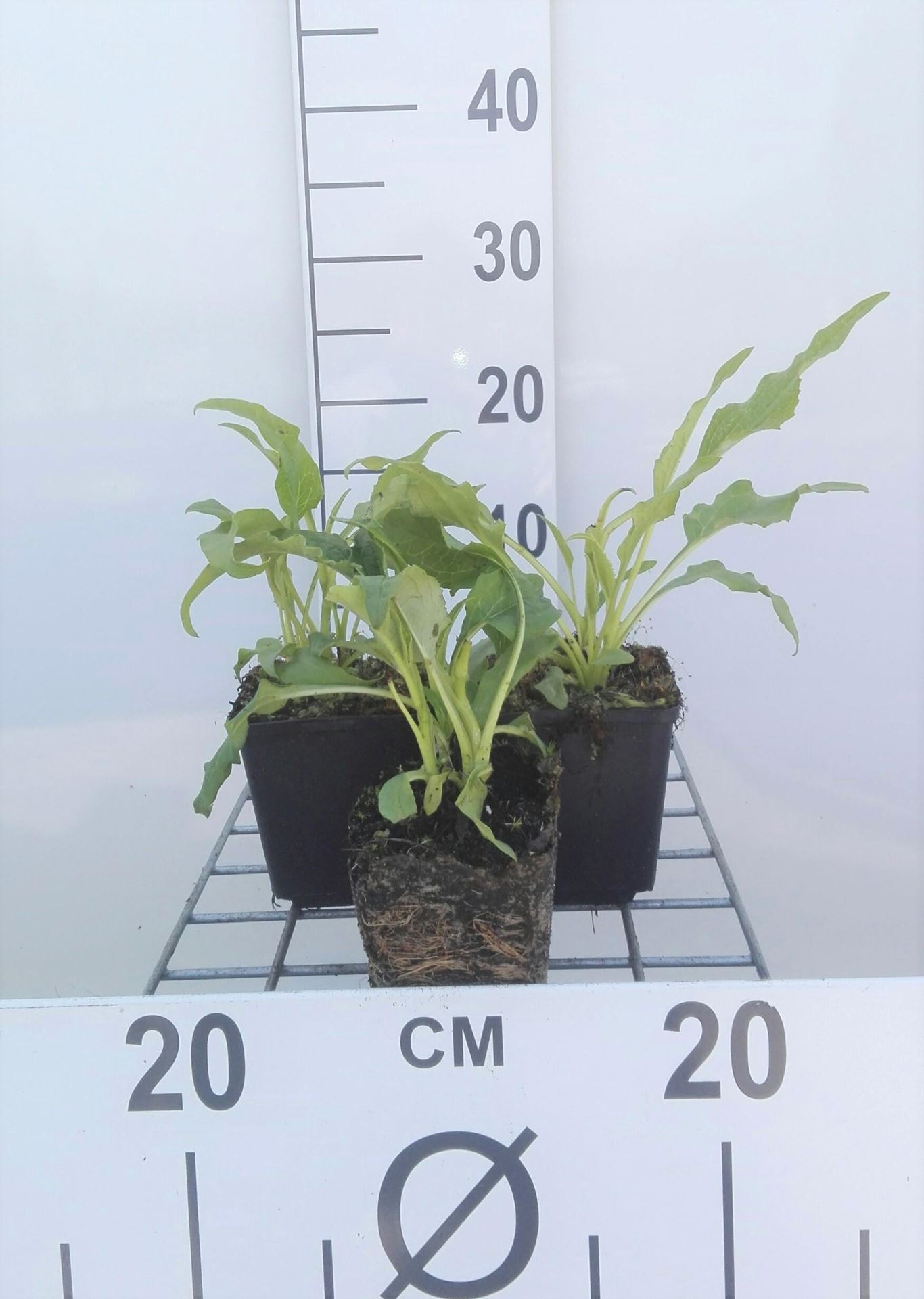 Echinacea purpurea'Green Jewel'- pot 9x9 cm - Rode zonnehoed afbeelding