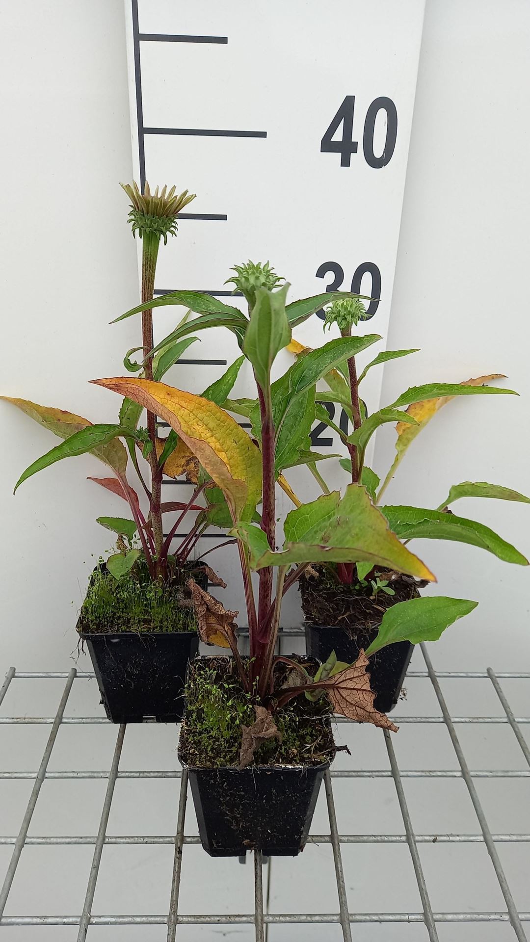 Echinacea purpurea'Green Twister'- pot 9x9 cm afbeelding