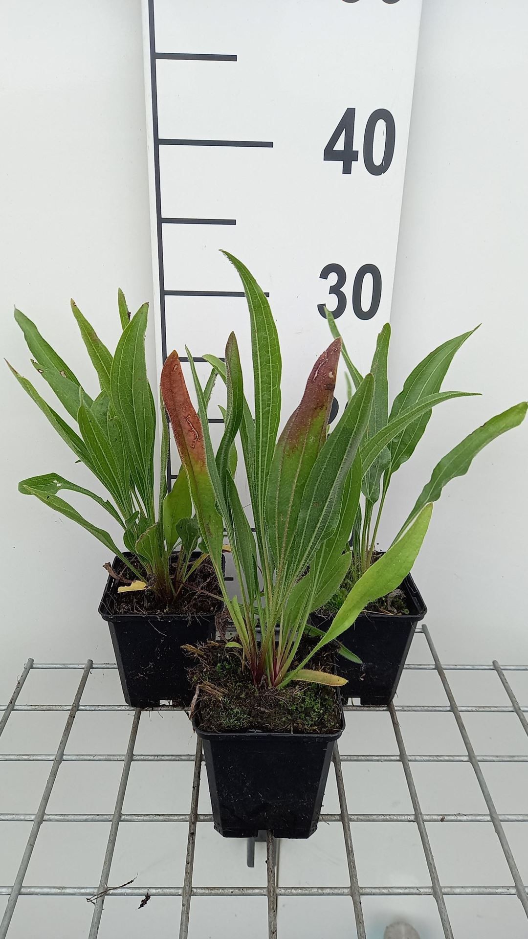 Echinacea pallida'Hula Dancer'- pot 9x9 cm - afbeelding