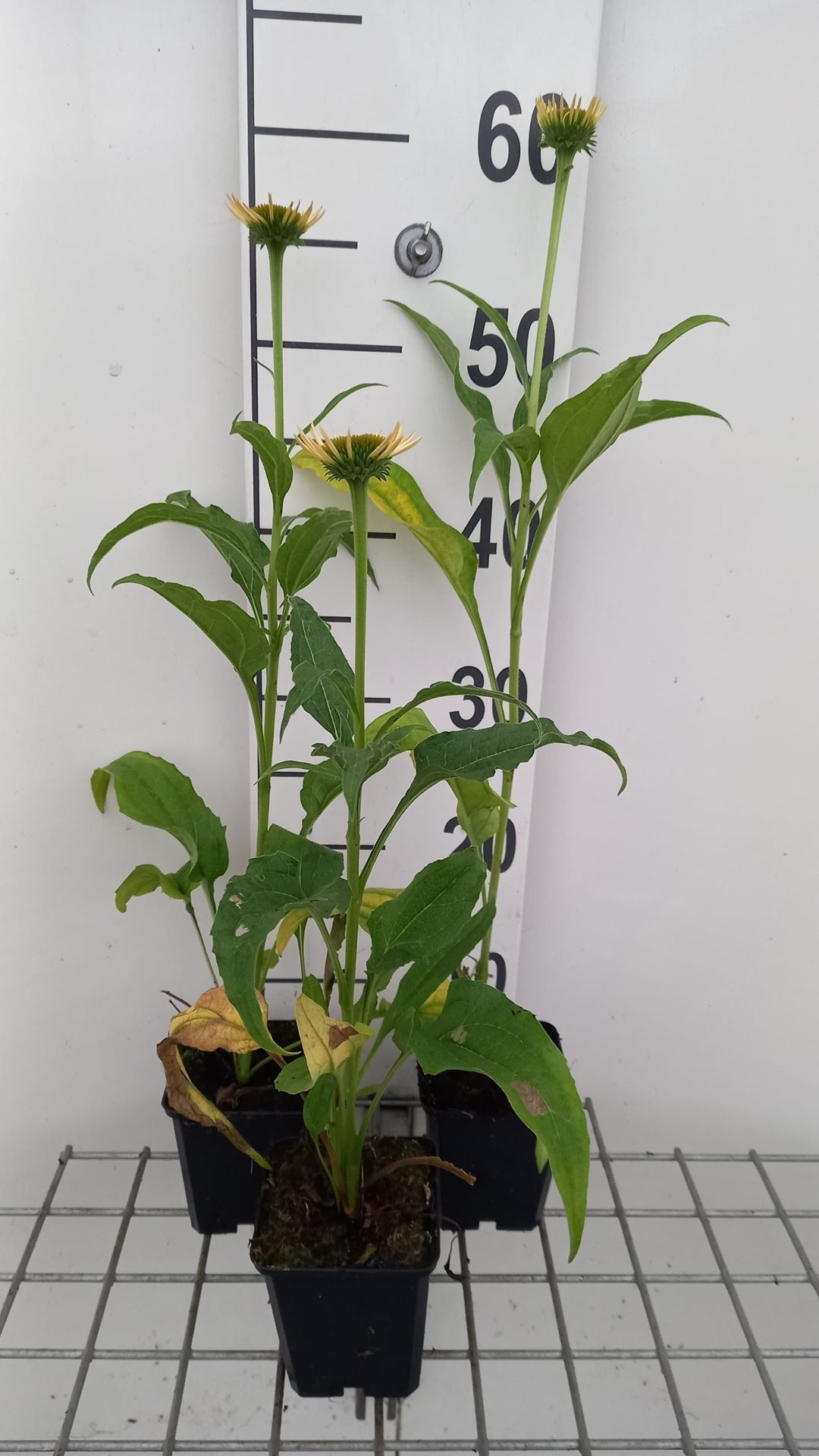 Echinacea'Harvest Moon'- pot 9x9 cm afbeelding