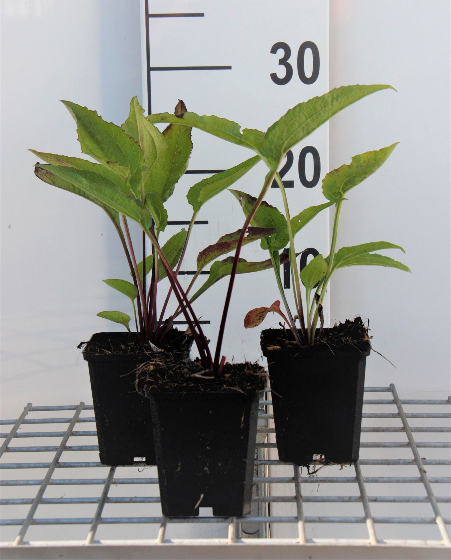 Echinacea purpurea'Leuchtstern'- pot 9x9 cm afbeelding