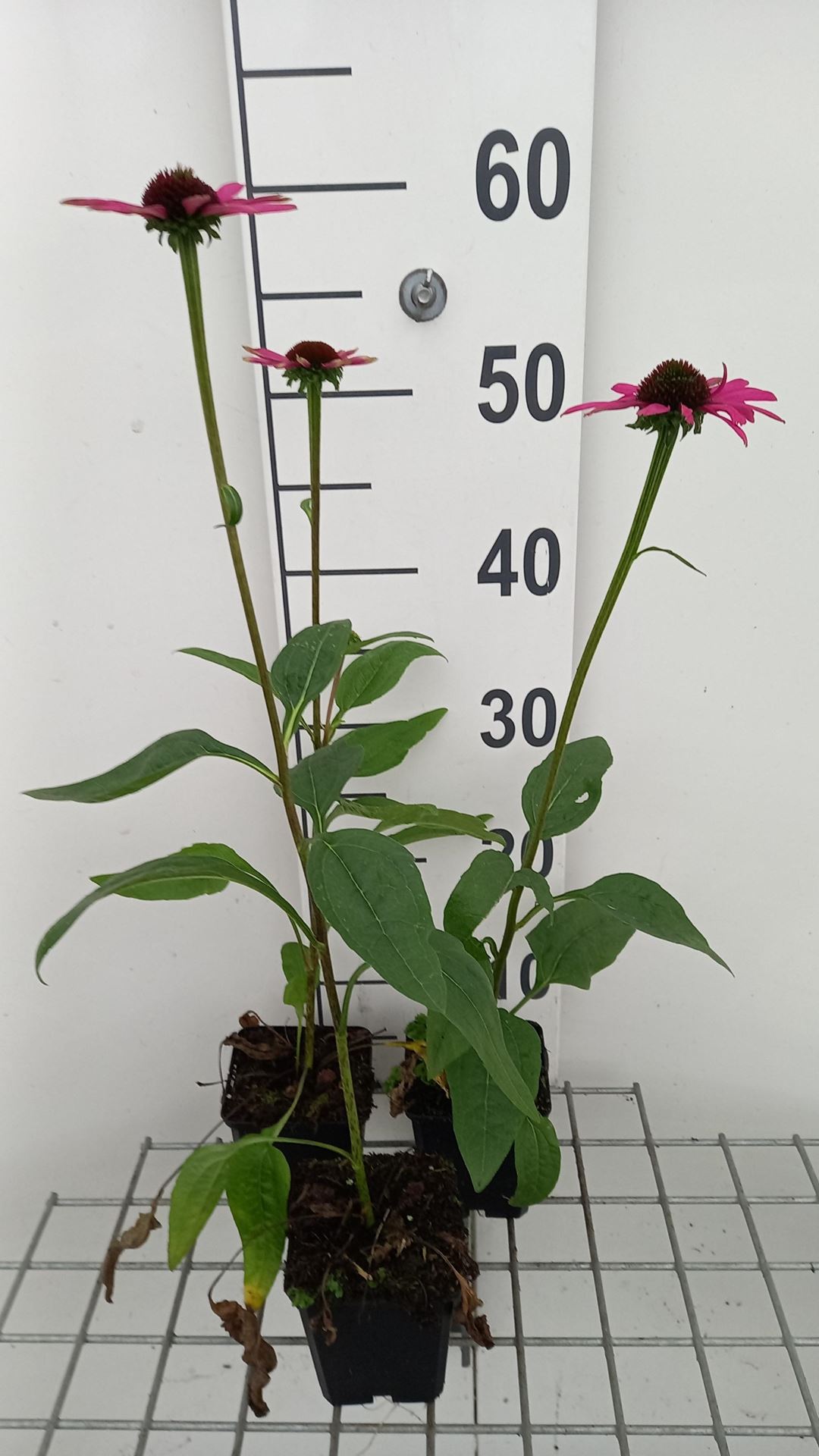 Echinacea purpurea 'Little Magnus' - pot 9x9 cm -