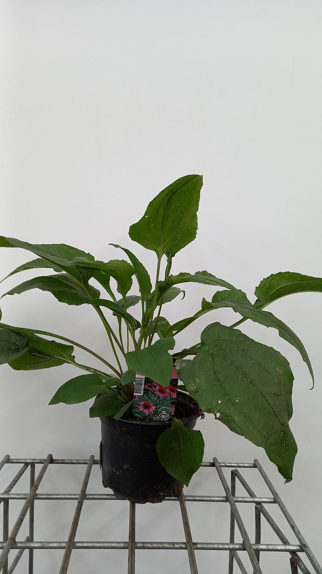 Echinacea purpurea'Magnus'- pot 2L - afbeelding