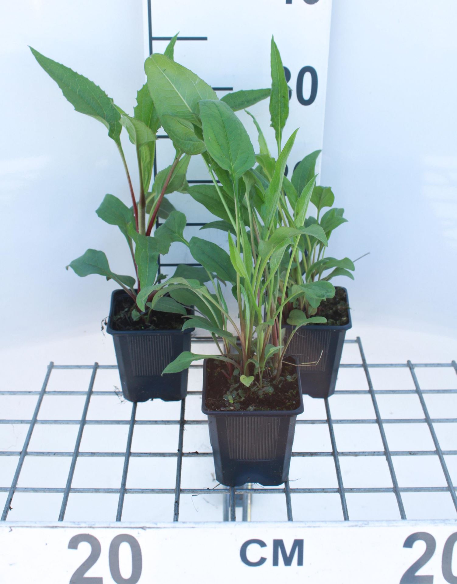 Echinacea purpurea'Magnus'- pot 9x9 cm - Rode zonnehoed afbeelding