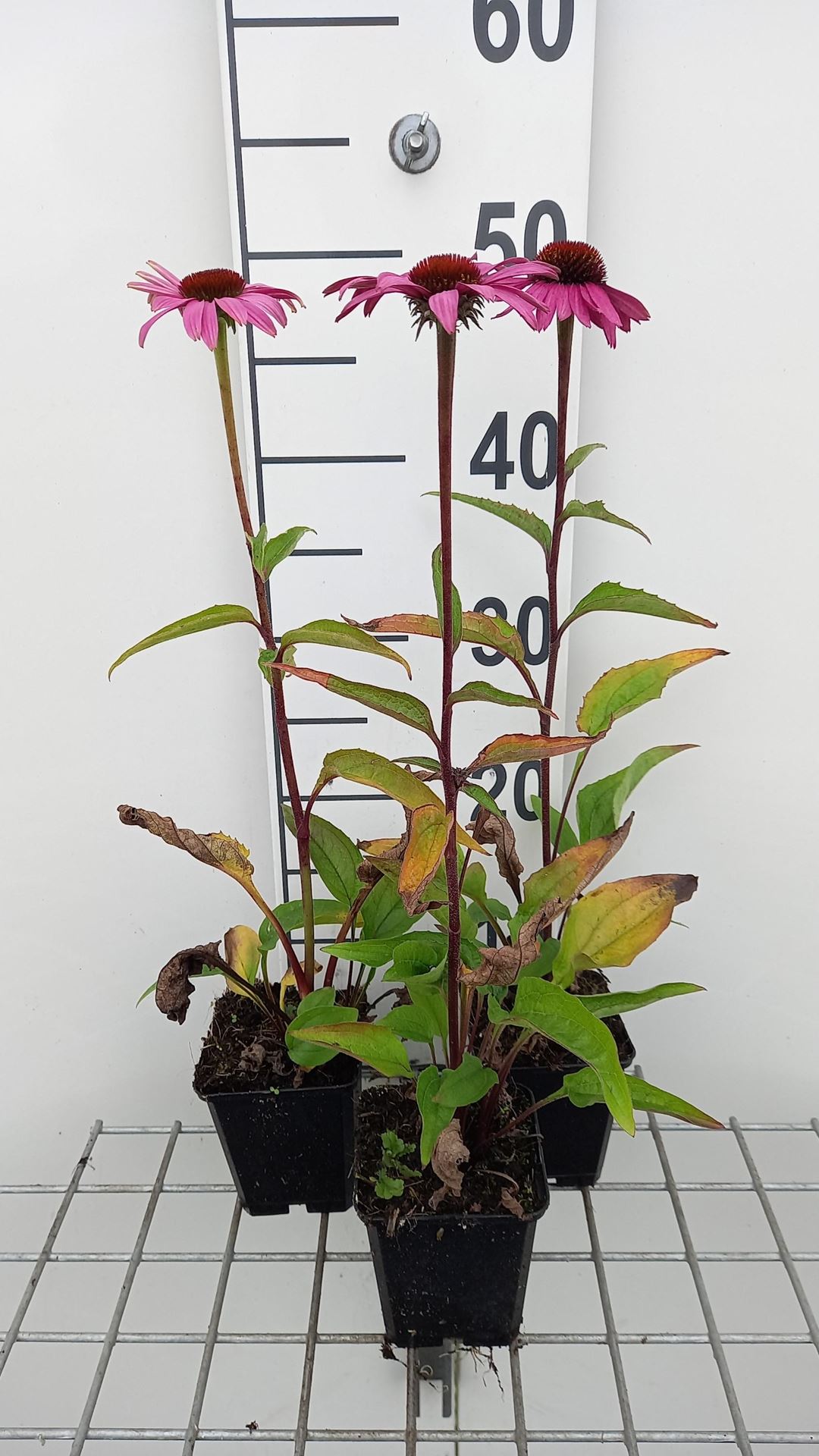 Echinacea purpurea'Magnus Superior'- pot 9x9 cm - afbeelding