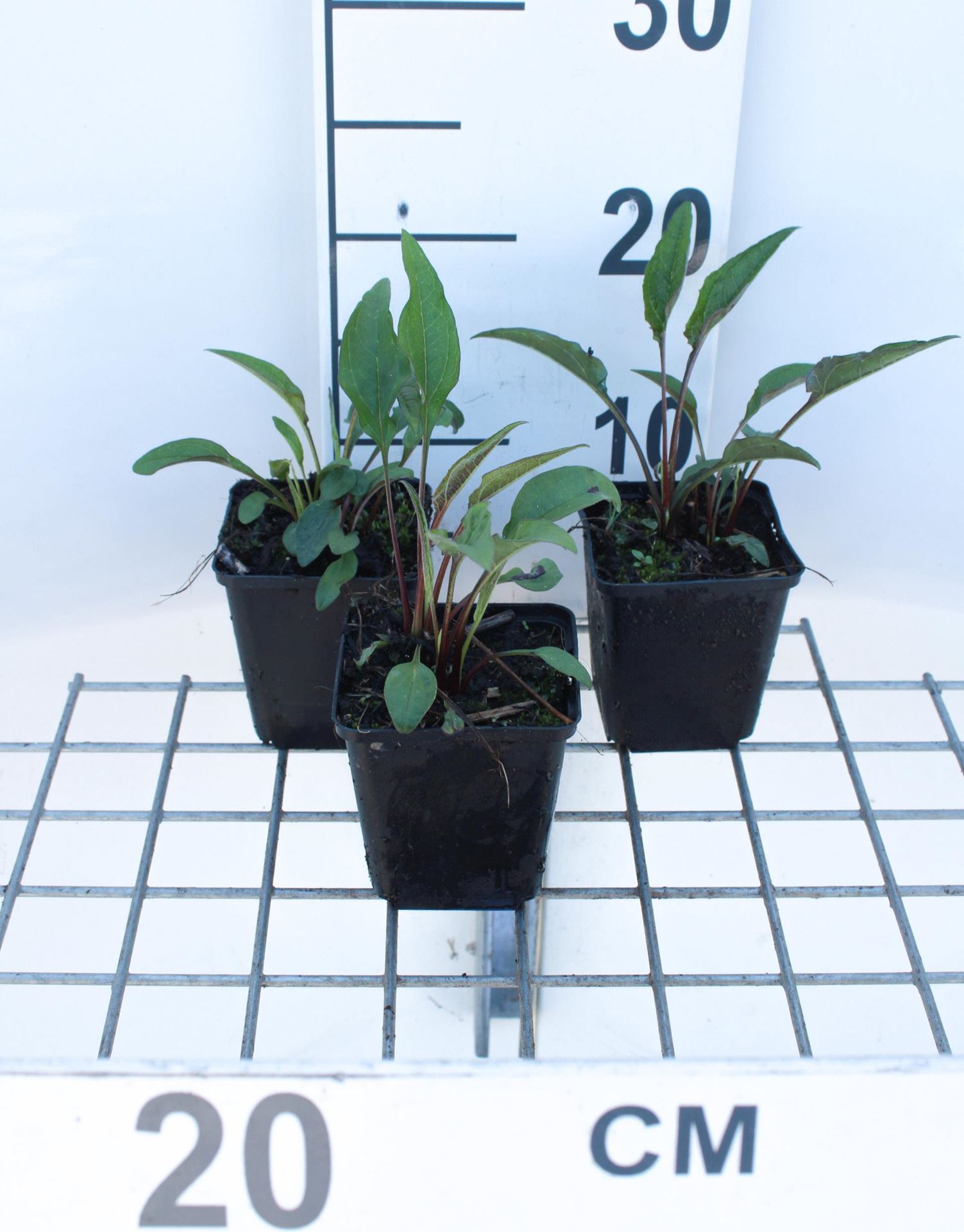 Echinacea purpurea'Pica Bella'- Zonnehoed - pot 9x9 cm afbeelding