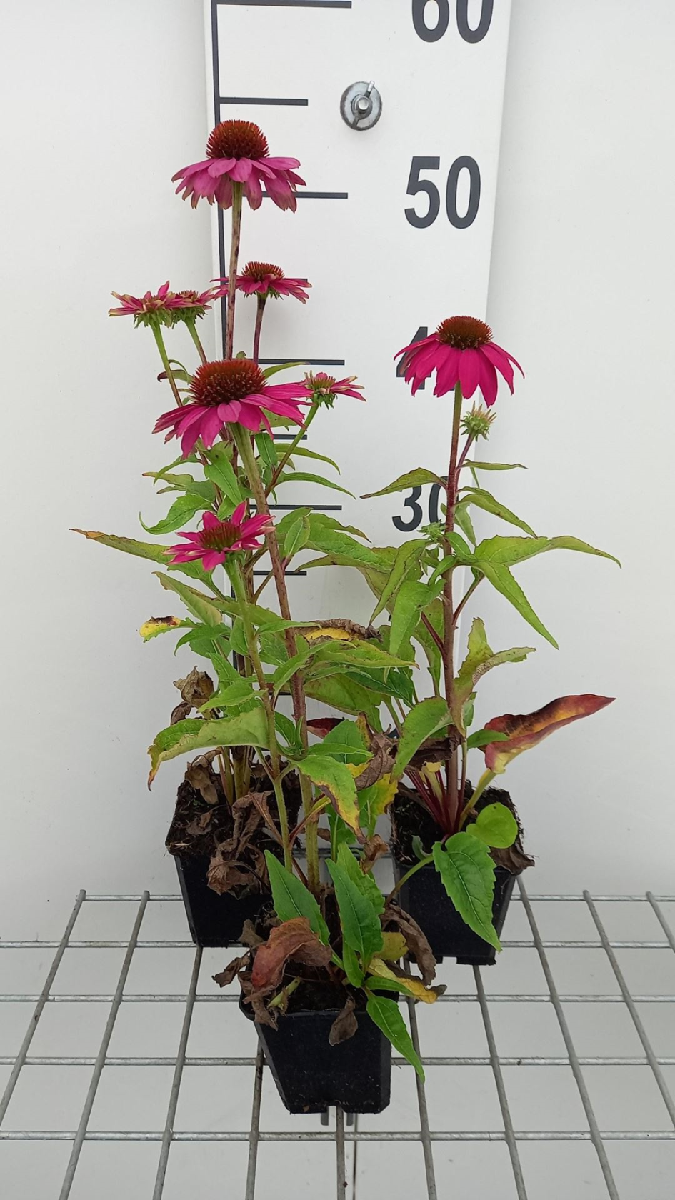 Echinacea purpurea'PowWow Wild Berry'- Zonnehoed - pot 9x9 cm - Rode zonnehoed afbeelding