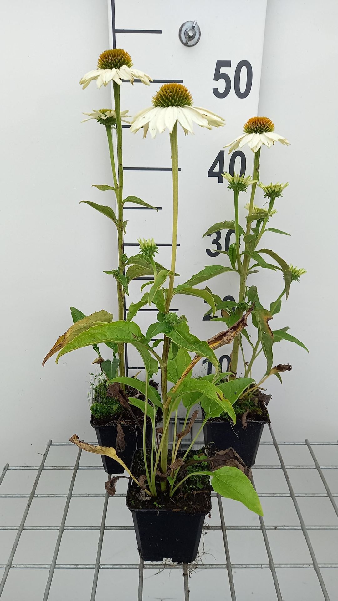 Echinacea purpurea'PAS702918'(PowWow White) - pot 9x9 cm - afbeelding