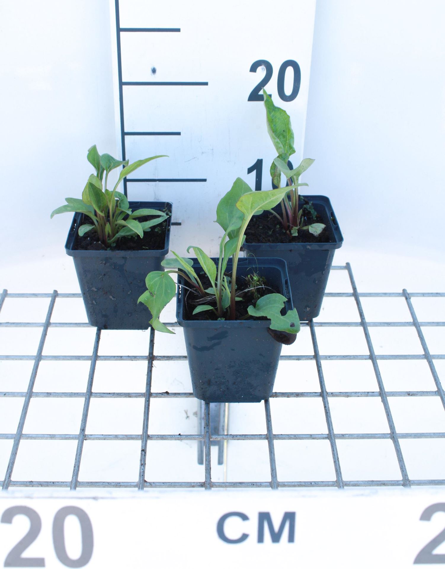 Echinacea purpurea'Rubinstern'- pot 9x9 cm afbeelding