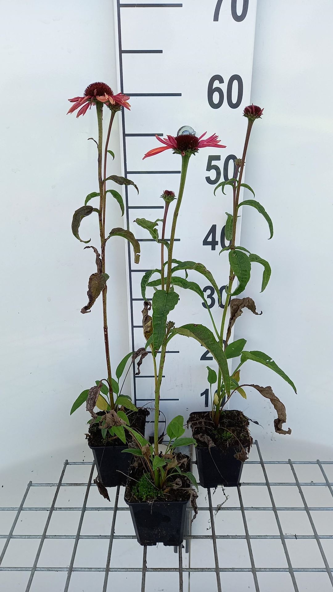 Echinacea'Sundown'- pot 9x9 cm - Rode zonnehoed afbeelding