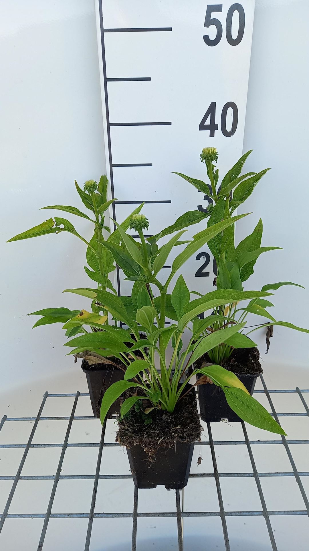 Echinacea'Sunrise'- pot 9x9 cm afbeelding
