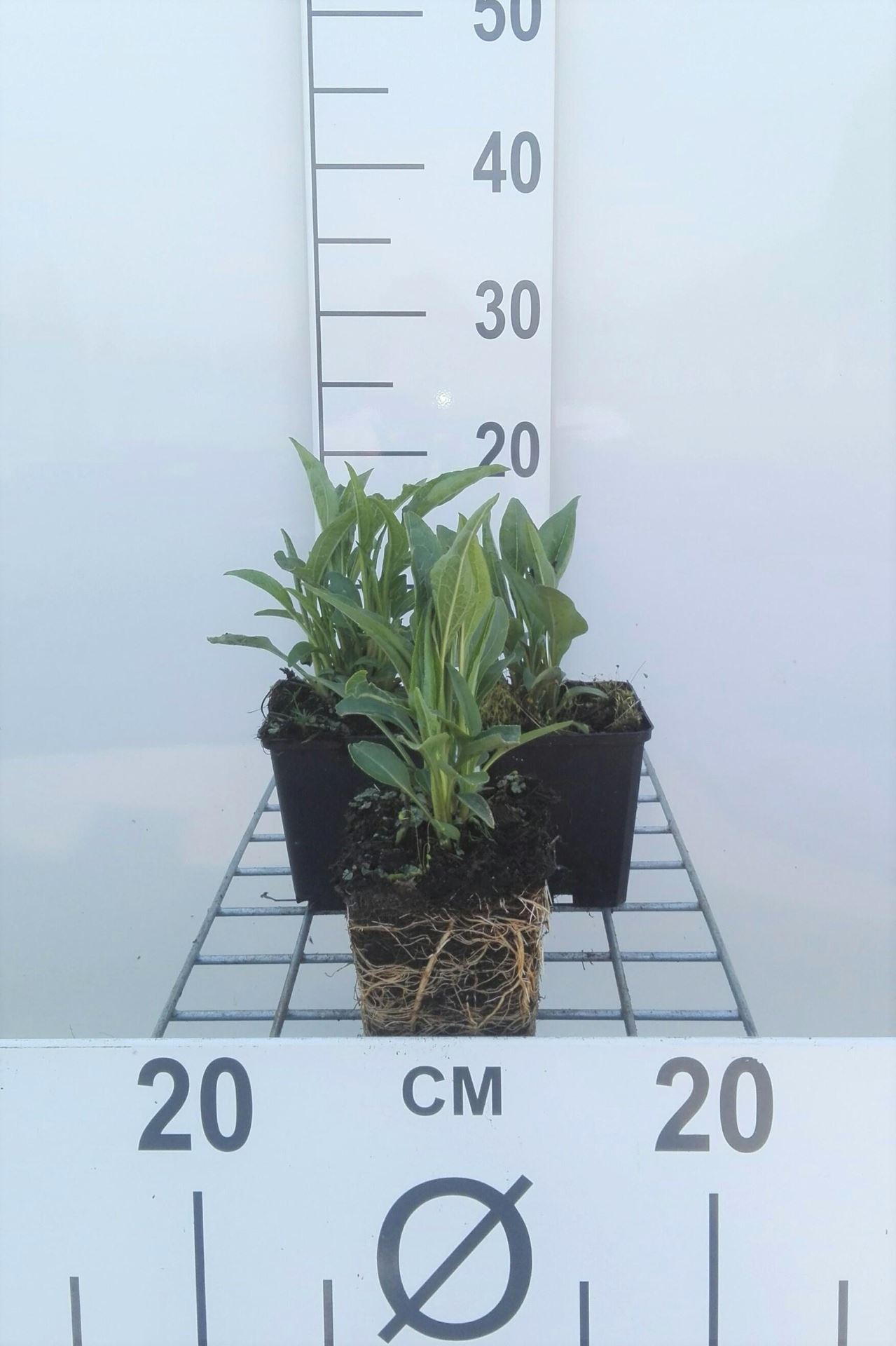 Echinacea'Tomato Soup'- pot 9x9 cm afbeelding