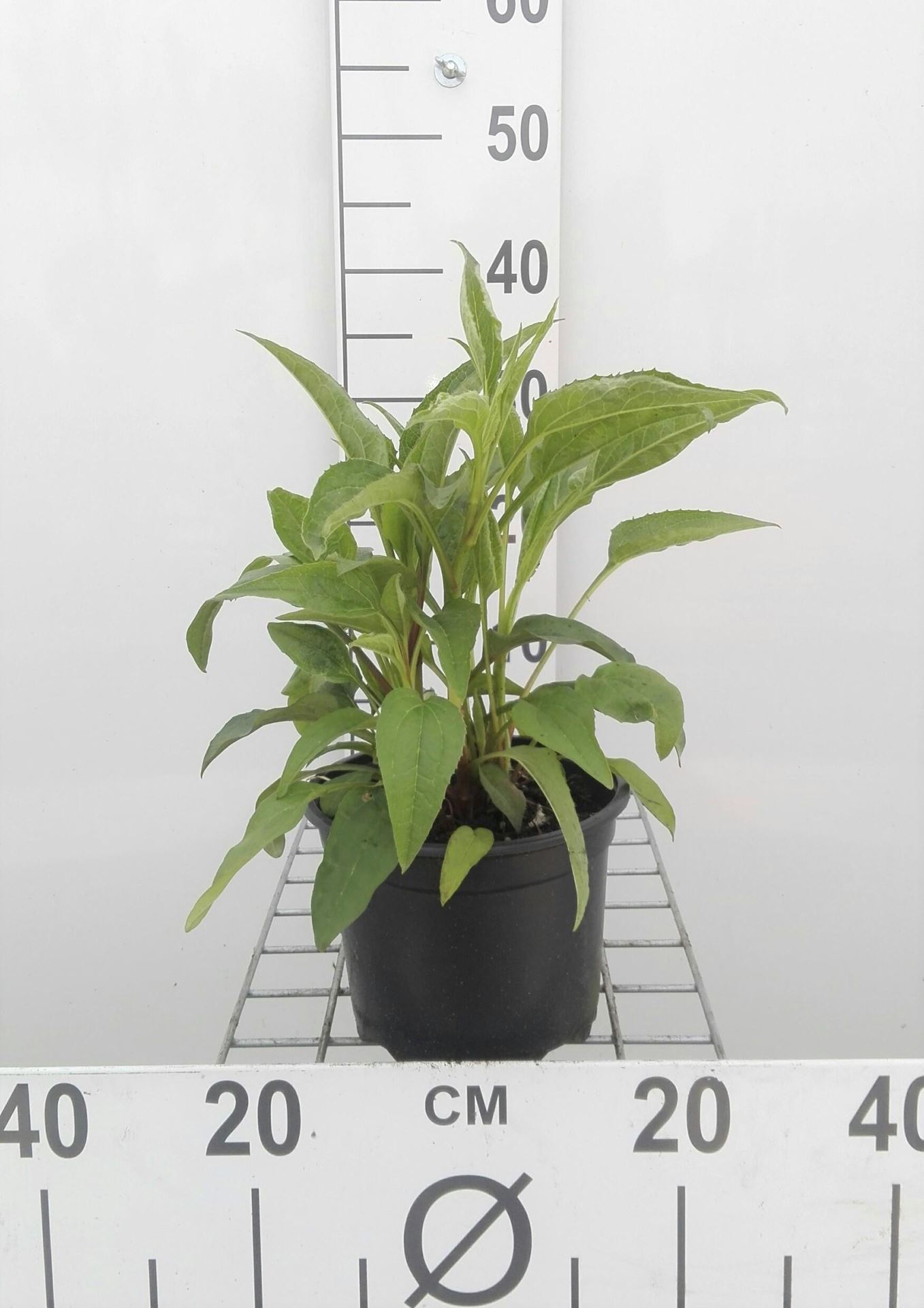 Echinacea purpurea - pot 2L afbeelding