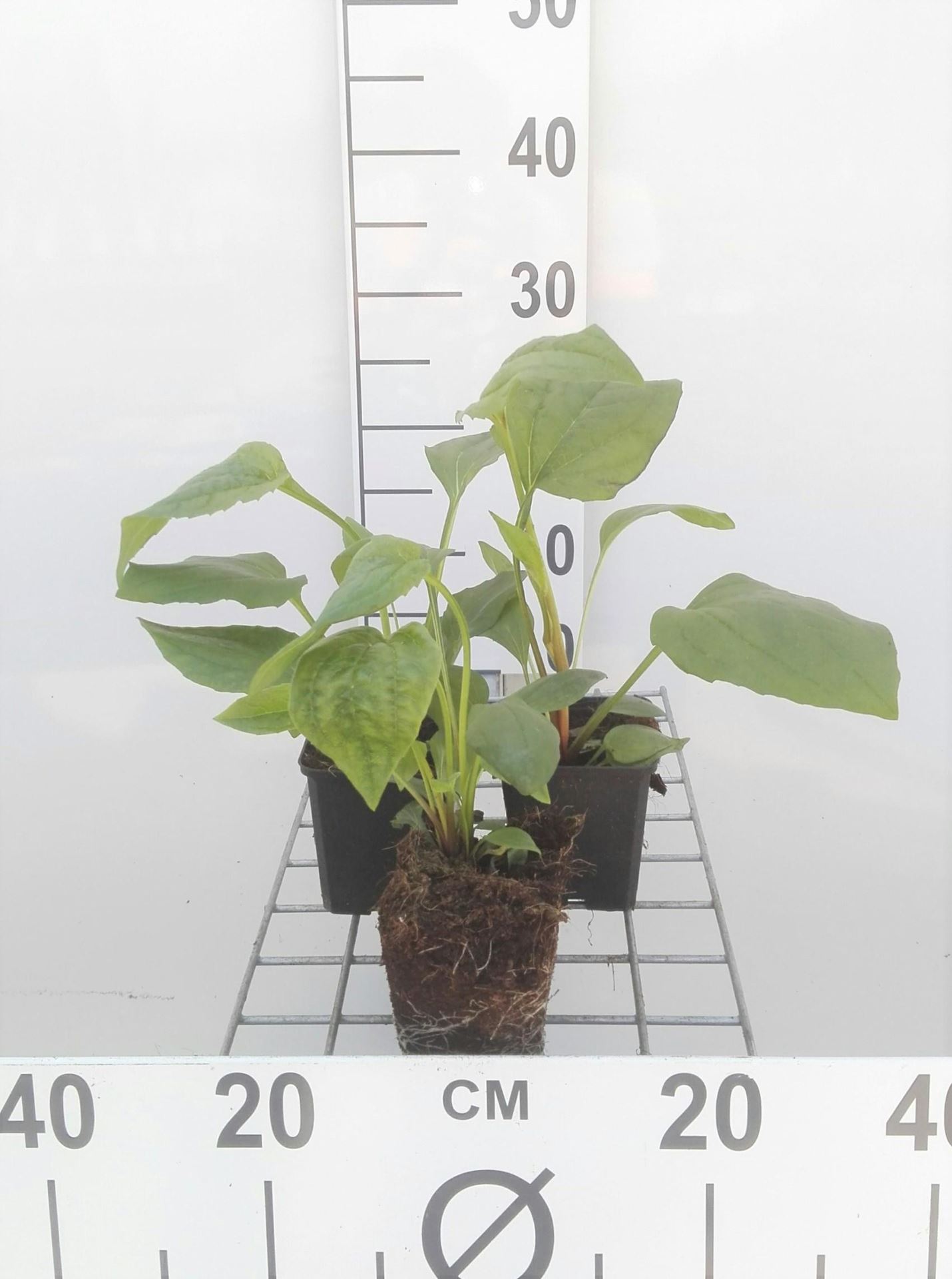 Echinacea purpurea - Zonnehoed - pot 9x9 cm - Rode zonnehoed / Purperen rudbeckia afbeelding