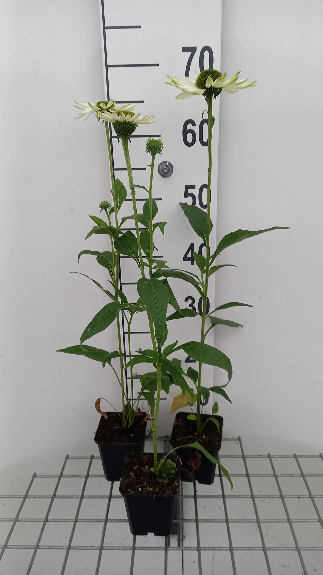 Echinacea purpurea'Virgin'- pot 9x9 cm - Rode zonnehoed afbeelding