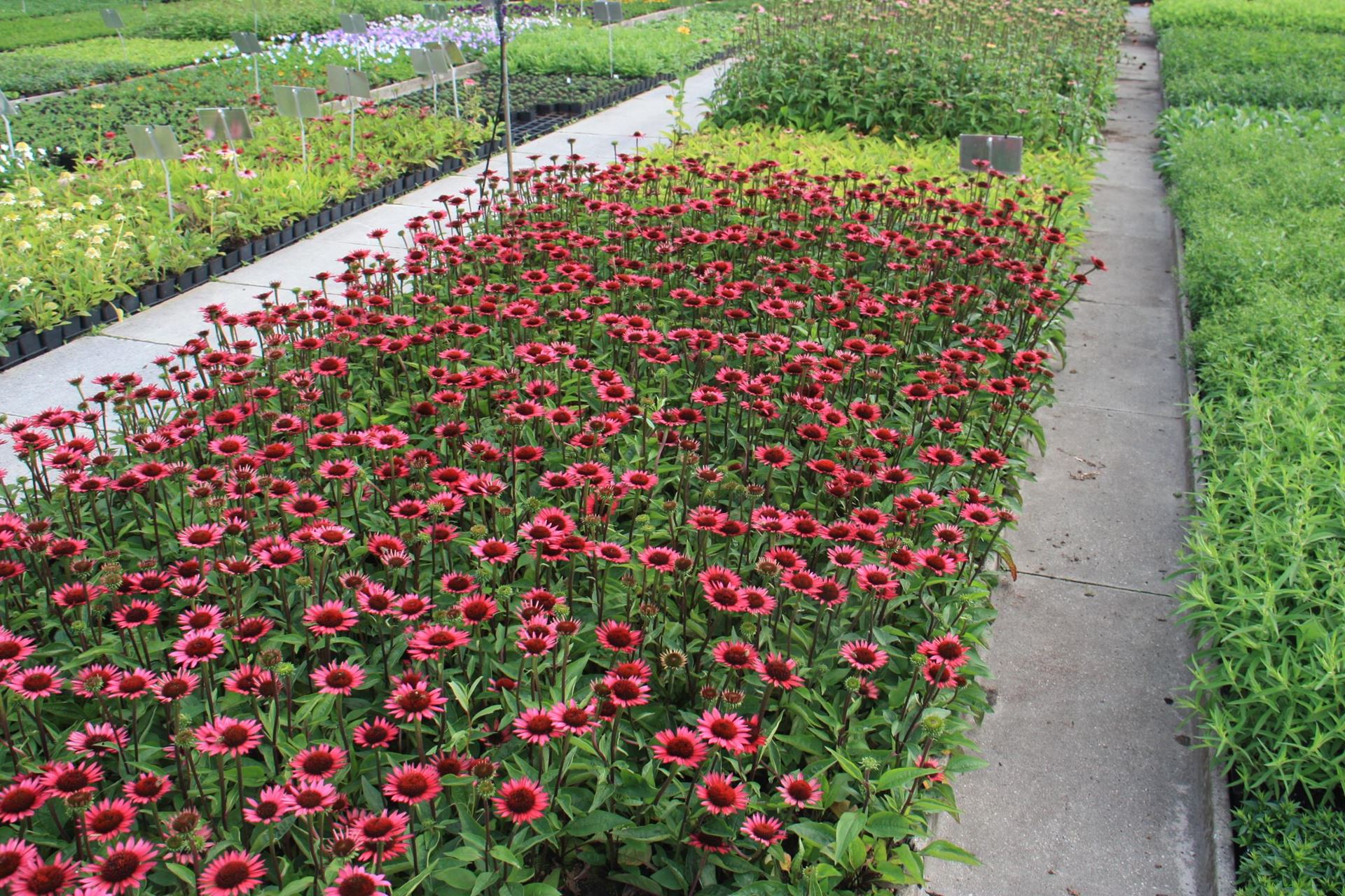 Echinacea purpurea 'Vintage Wine' - pot 9x9 cm