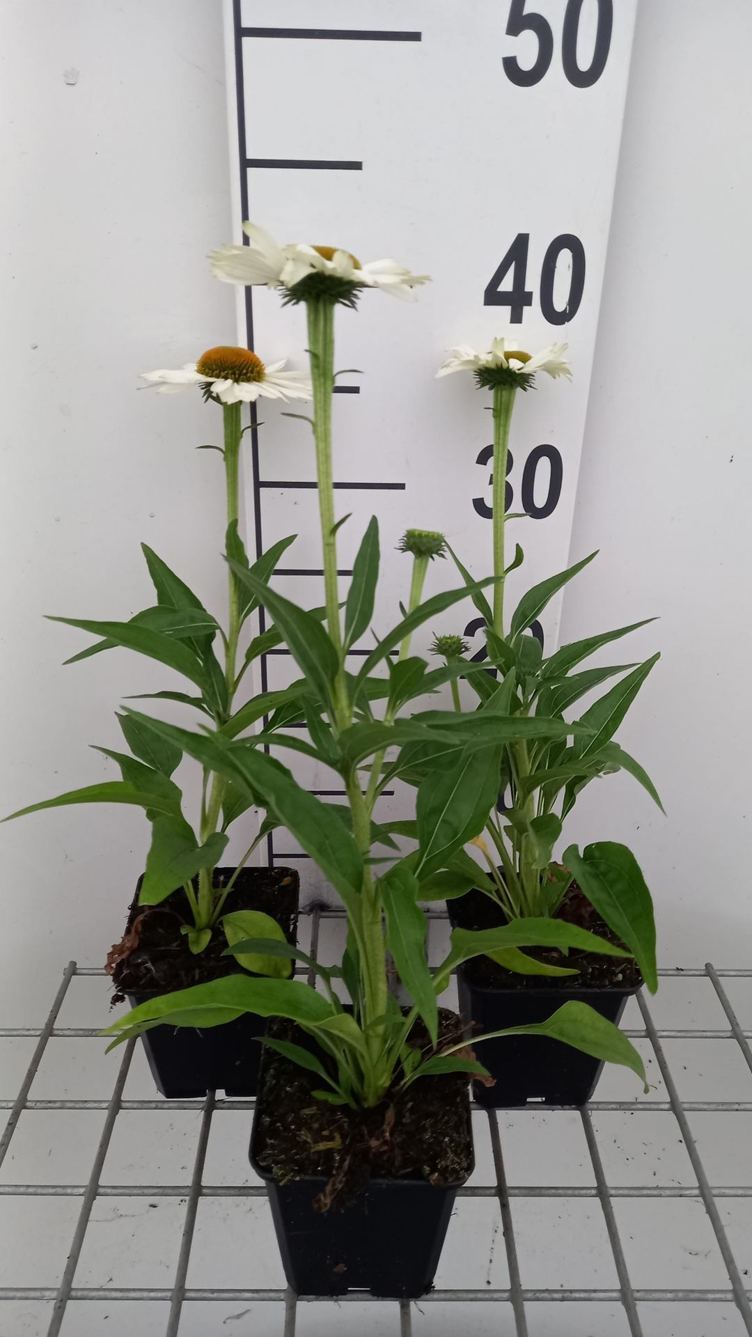 Echinacea purpurea'White Meditation'- pot 9x9 cm afbeelding