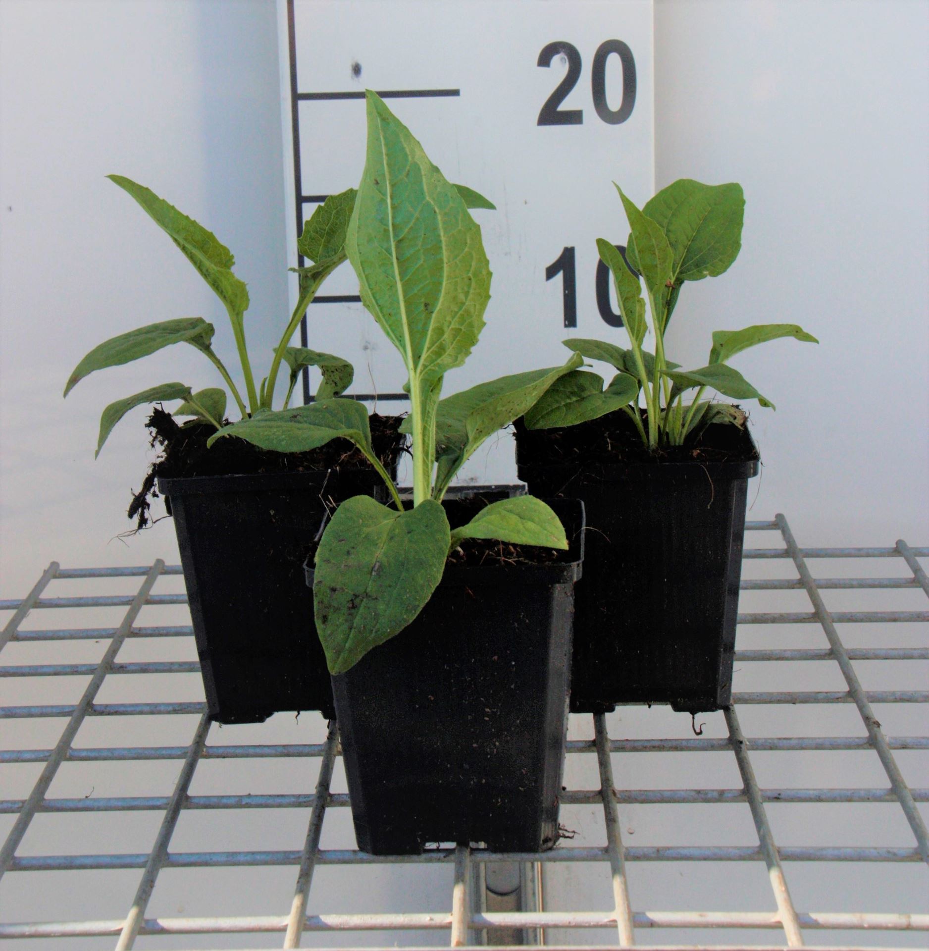 Echinacea purpurea'White Swan'- pot 9x9 cm - Rode zonnehoed afbeelding