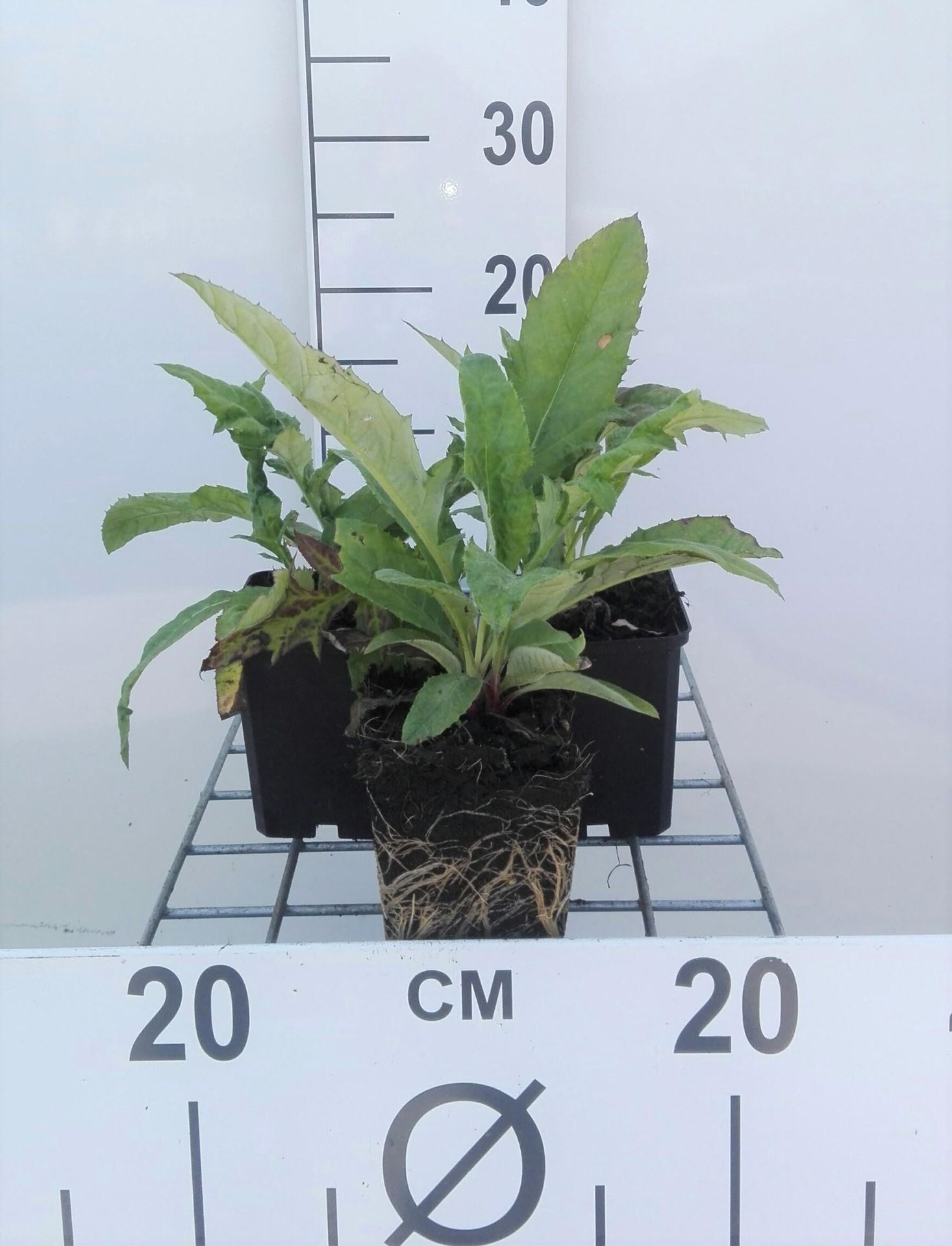 Echinops ritro - pot 9x9 cm afbeelding