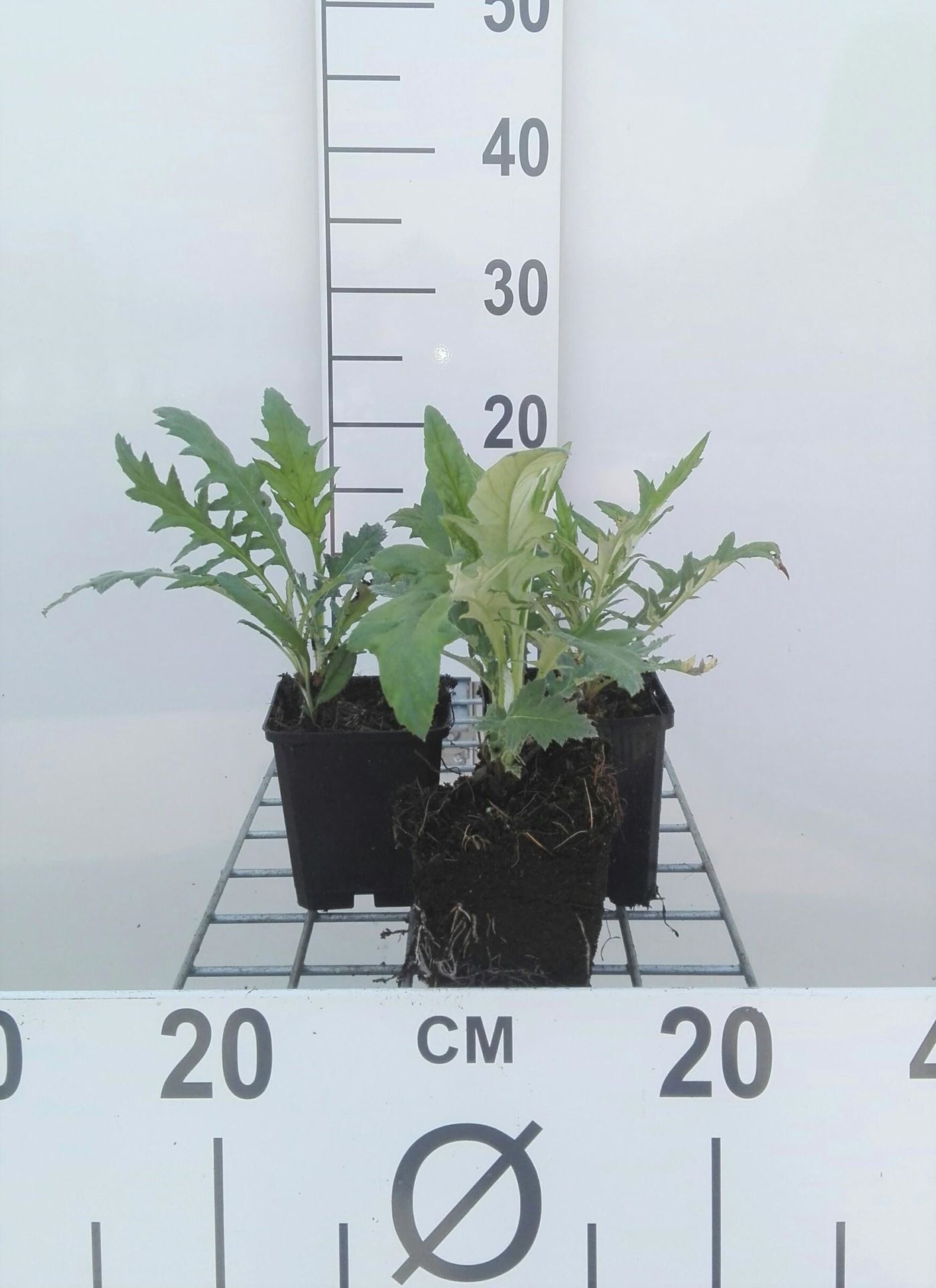 Echinops ritro'Veitch's Blue'- pot 9x9 cm - Kogeldistel afbeelding
