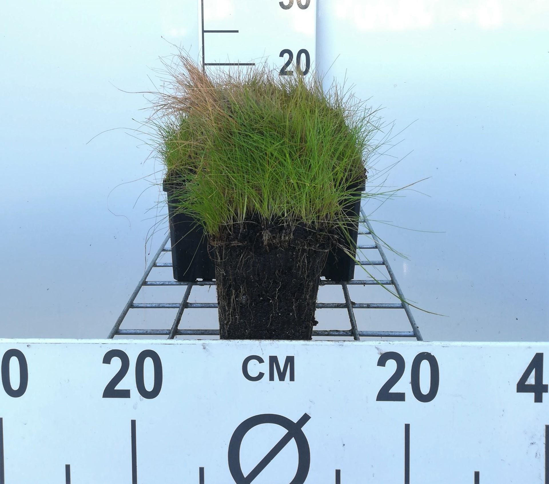Eleocharis acicularis - pot 9x9 cm afbeelding