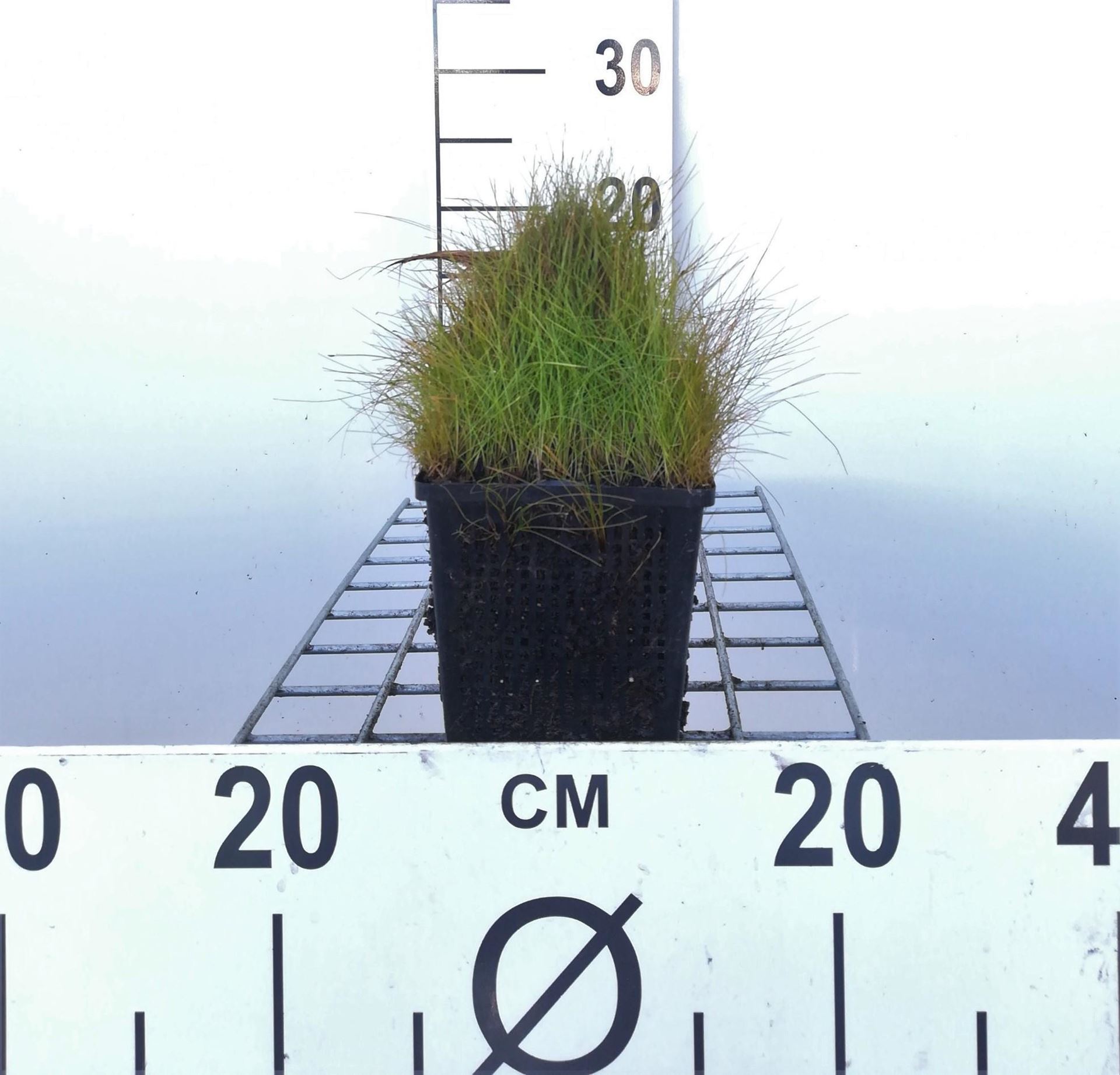 Eleocharis acicularis - pot 11x11 cm afbeelding